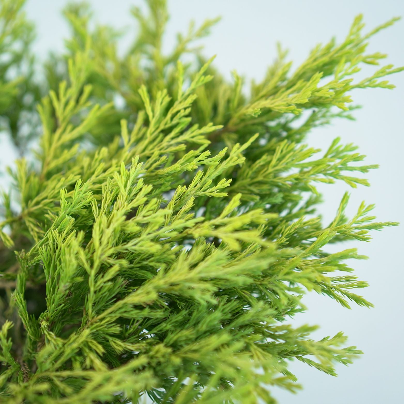 JUNIPERUS HORIZONTALIS 'LIMEGLOW' Jałowiec płożący