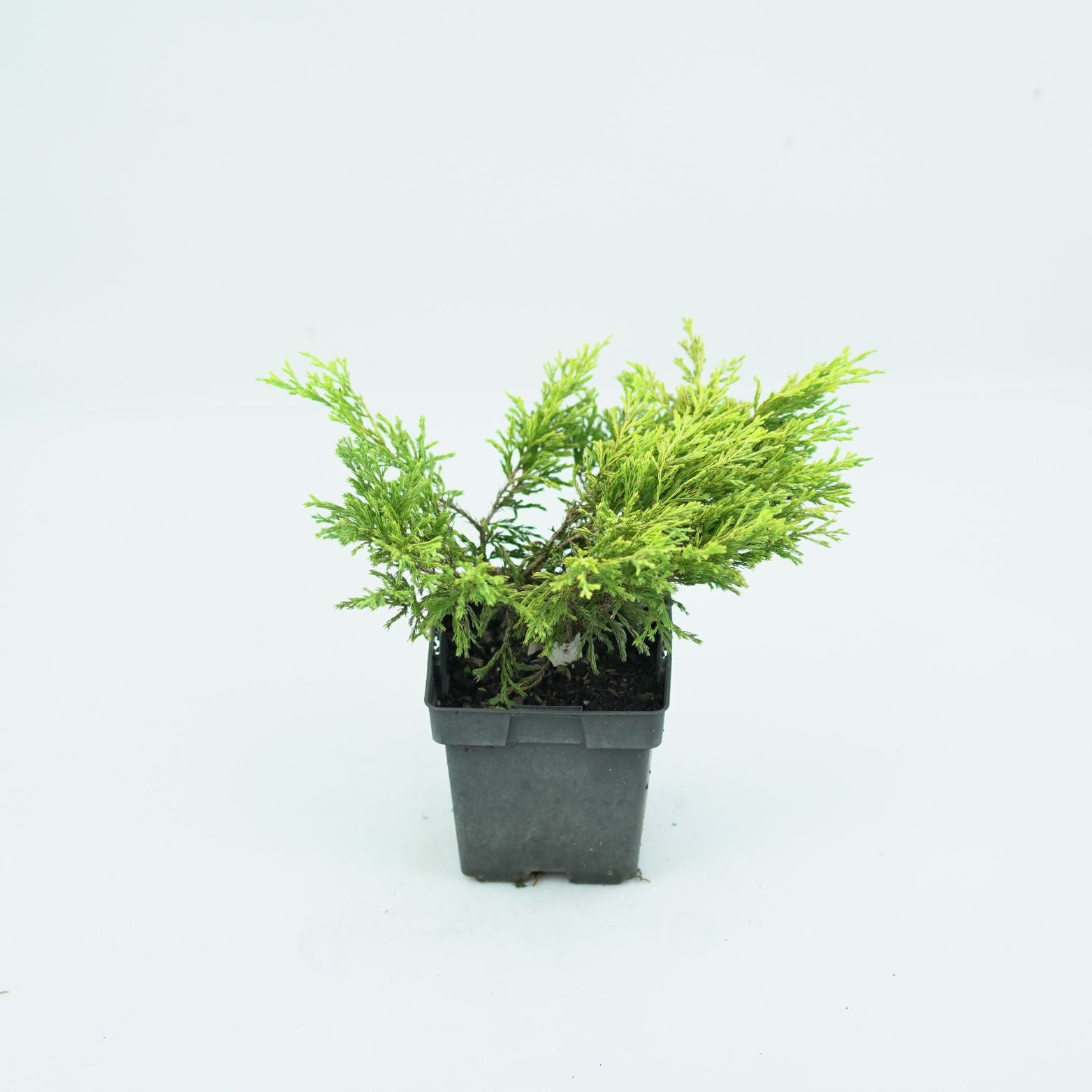JUNIPERUS HORIZONTALIS 'LIMEGLOW' Jałowiec płożący