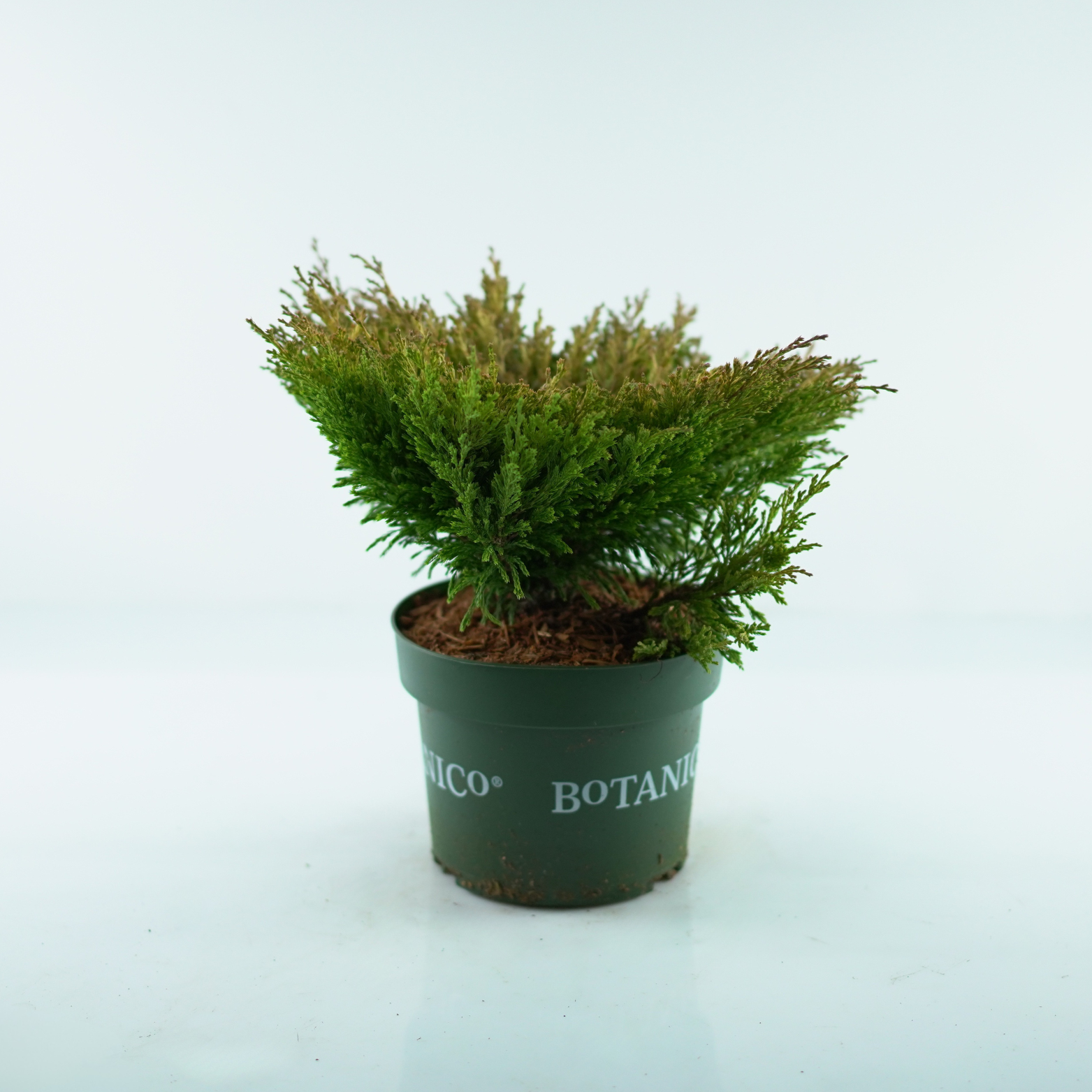 JUNIPERUS HORIZONTALIS 'LIMEGLOW' Jałowiec płożący