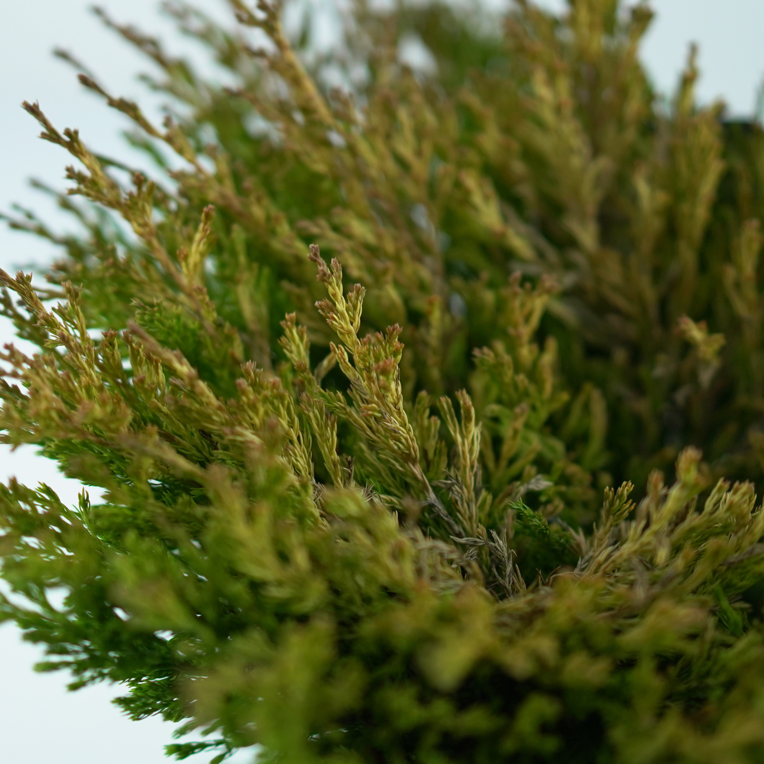 JUNIPERUS HORIZONTALIS 'LIMEGLOW' Jałowiec płożący