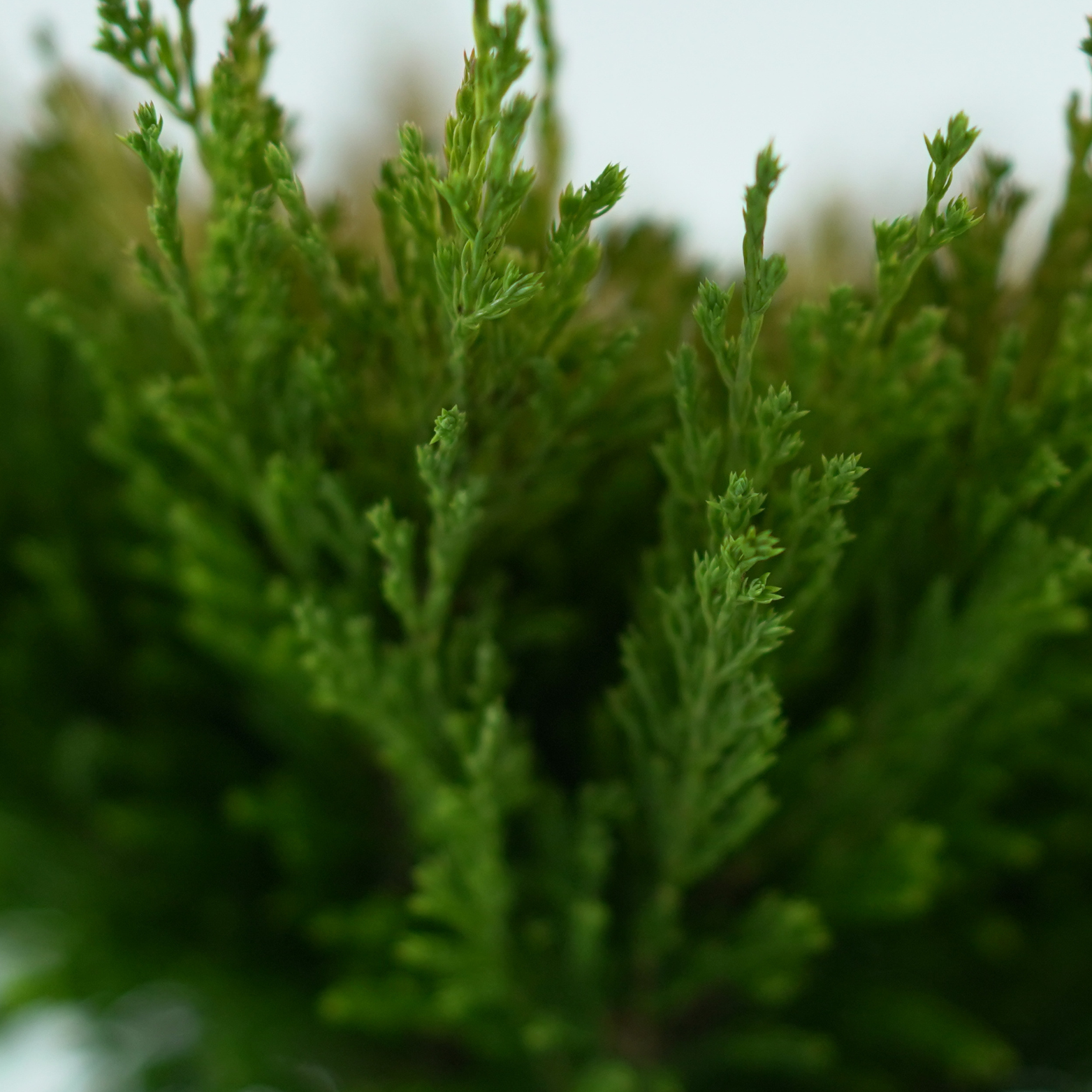 JUNIPERUS HORIZONTALIS 'LIMEGLOW' Jałowiec płożący