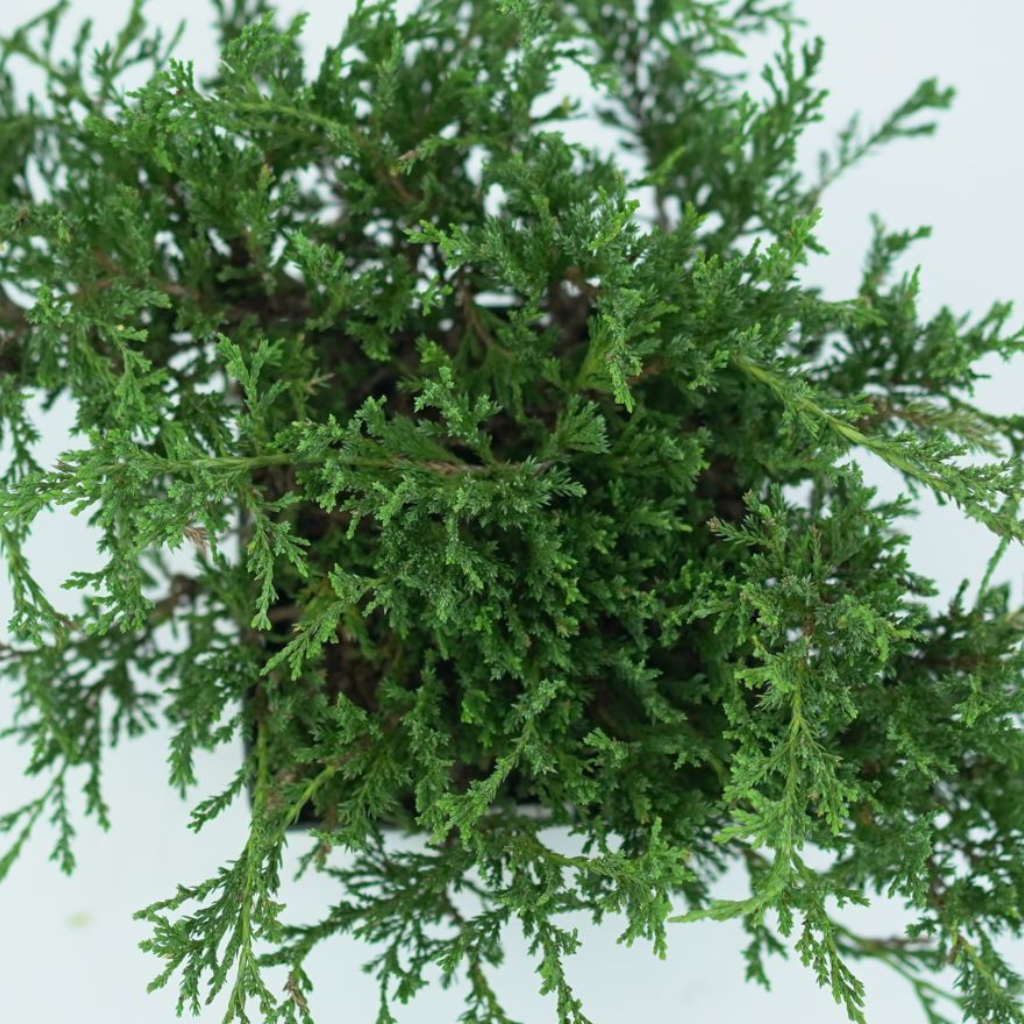 JUNIPERUS HORIZONTALIS 'PRINCE OF WALES' Jałowiec płożący