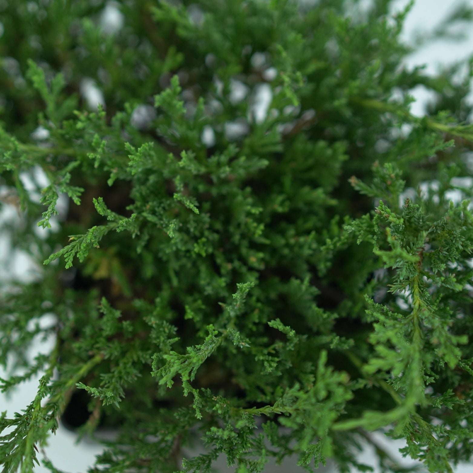 JUNIPERUS HORIZONTALIS 'PRINCE OF WALES' Jałowiec płożący