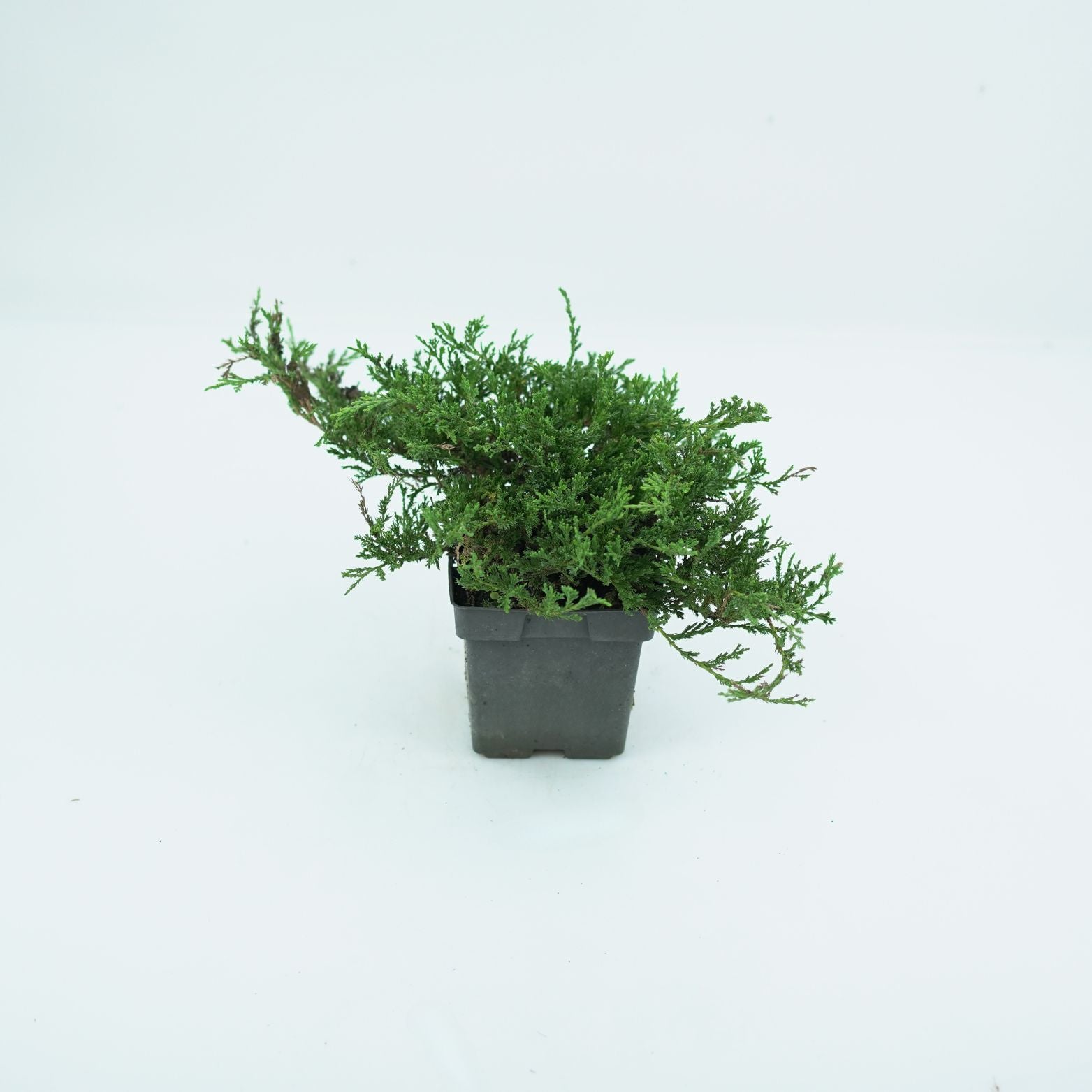 JUNIPERUS HORIZONTALIS 'PRINCE OF WALES' Jałowiec płożący