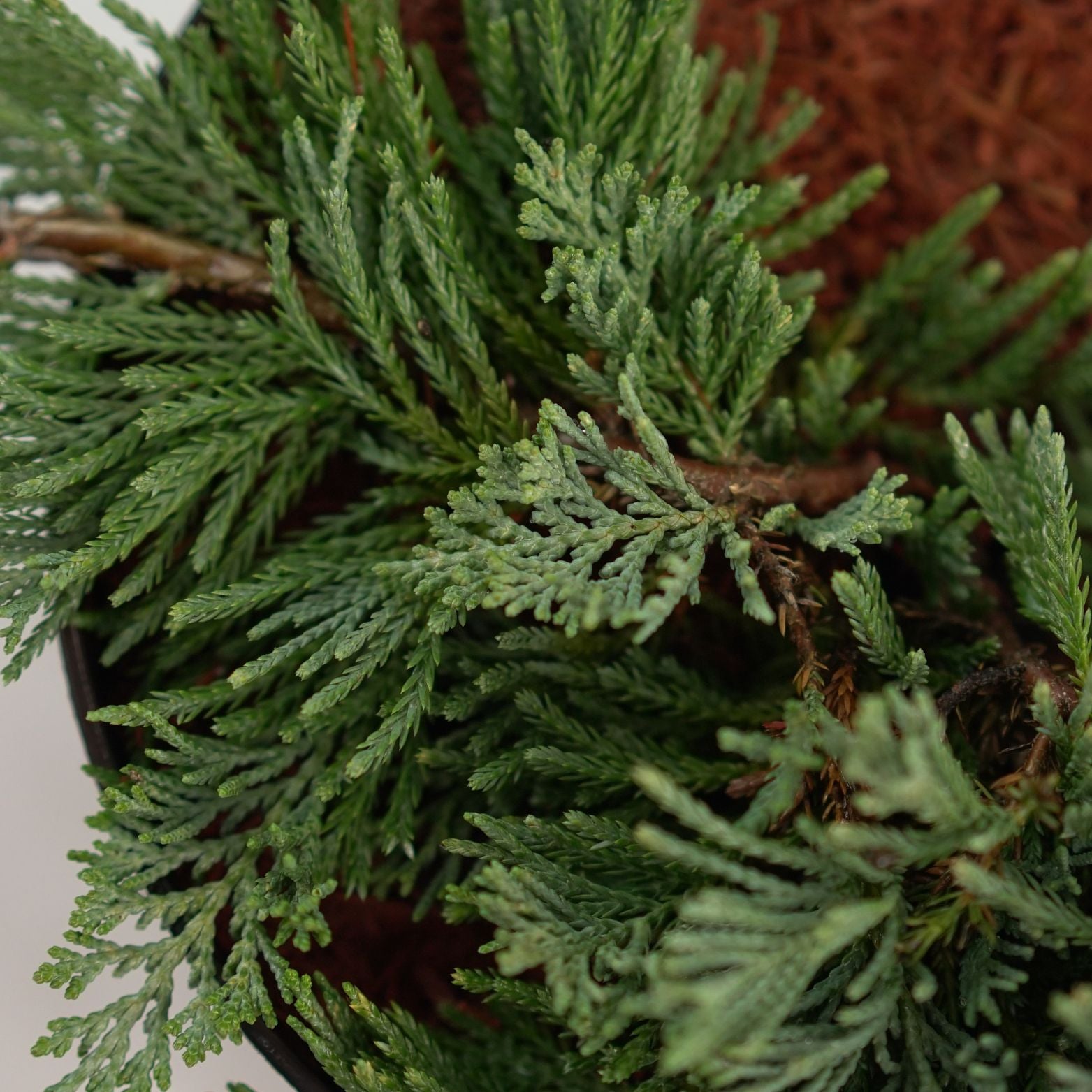 JUNIPERUS HORIZONTALIS 'WILTONII' Jałowiec płożący
