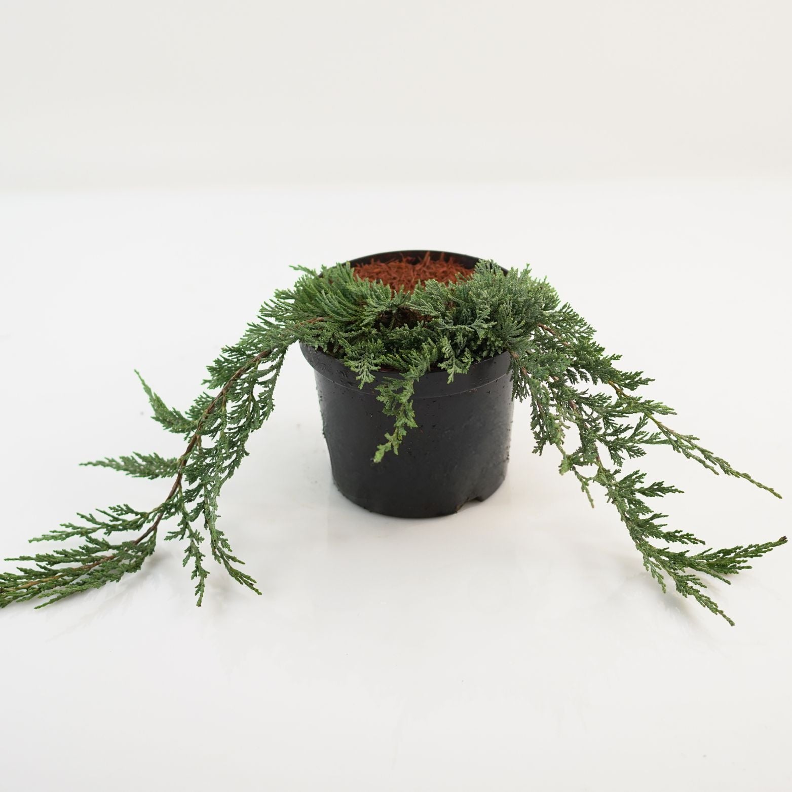 JUNIPERUS HORIZONTALIS 'WILTONII' Jałowiec płożący