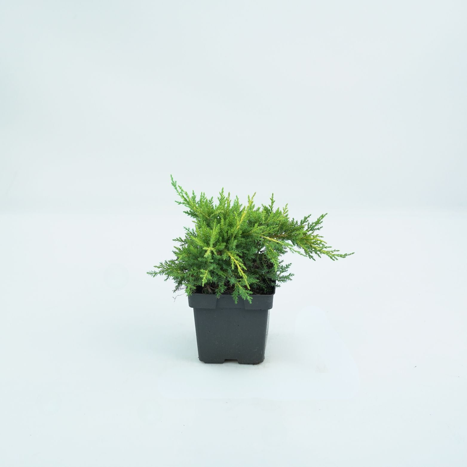 JUNIPERUS MEDIA 'MORDIGAN GOLD' Jałowiec
