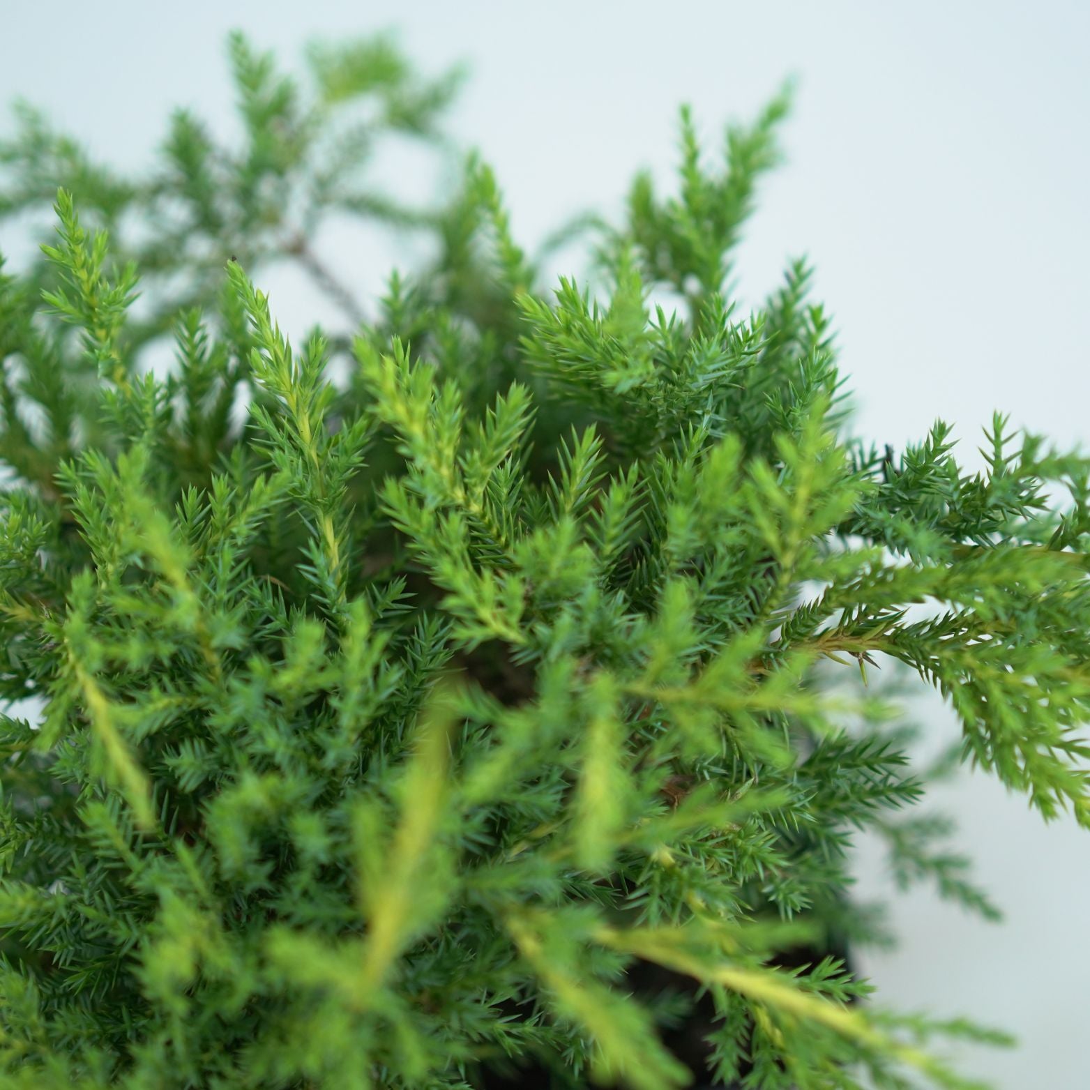JUNIPERUS MEDIA 'MORDIGAN GOLD' Jałowiec