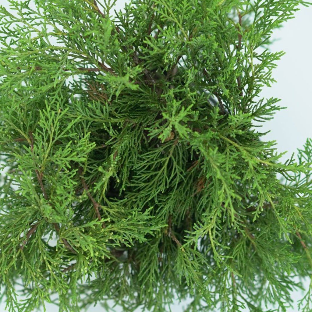 JUNIPERUS MEDIA 'OLD GOLD' Jałowiec