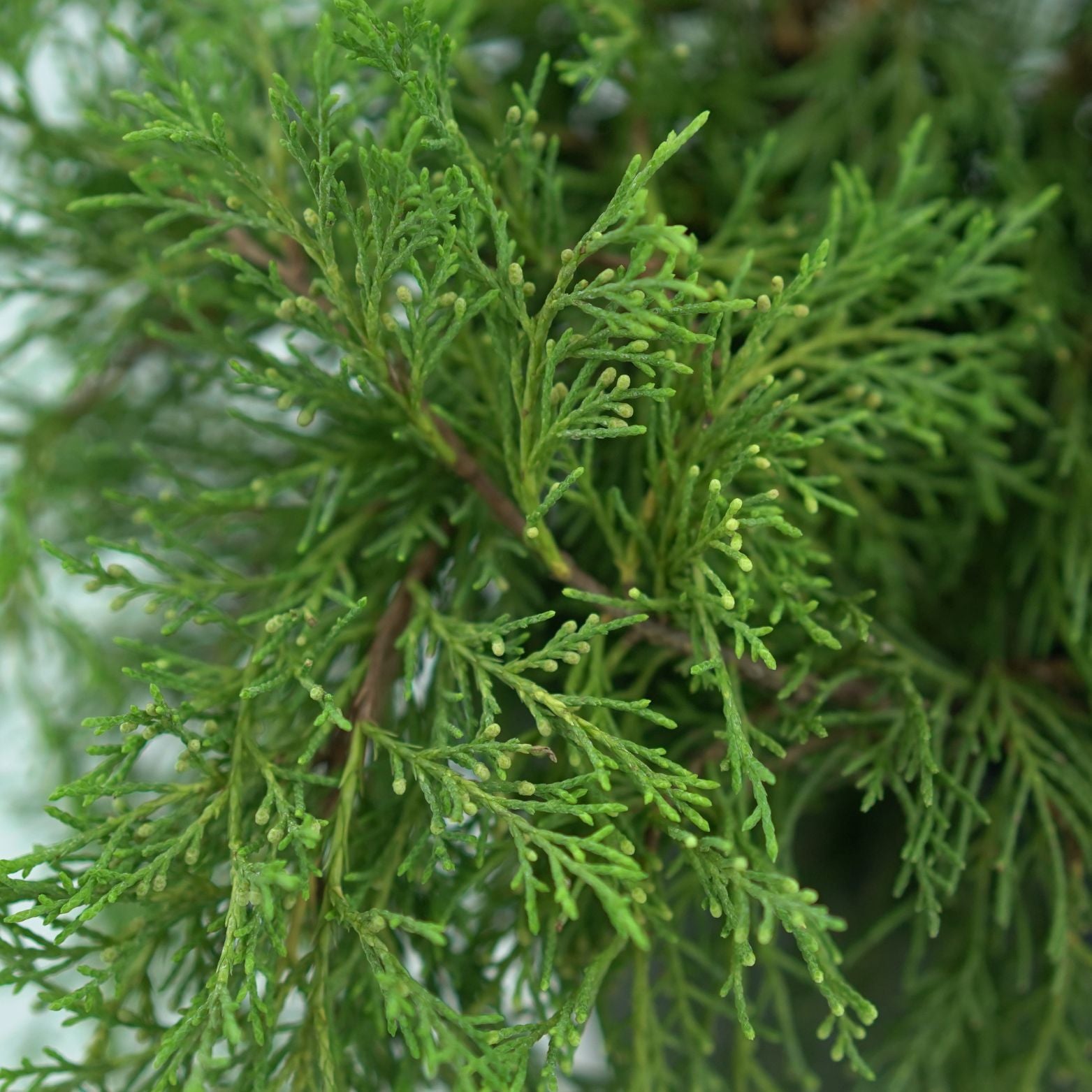 JUNIPERUS MEDIA 'OLD GOLD' Jałowiec
