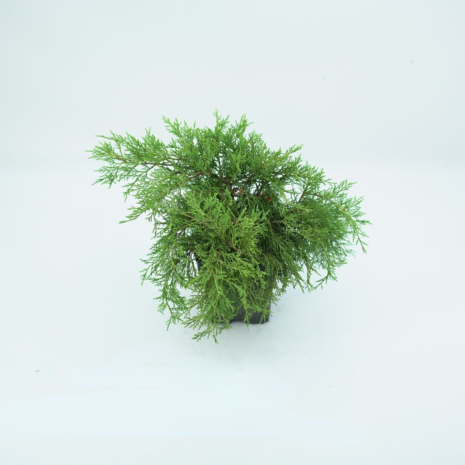 JUNIPERUS MEDIA 'OLD GOLD' Jałowiec
