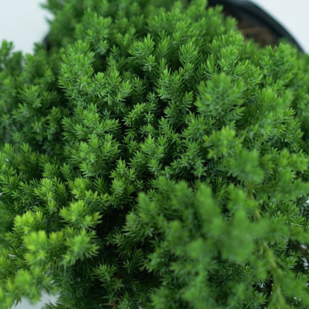 JUNIPERUS PROCUMBENS 'NANA' Jałowiec rozesłany