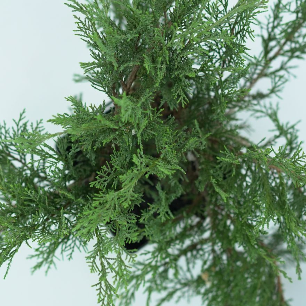 JUNIPERUS SABINA 'TAMARISCIFOLIA' Jałowiec sabiński