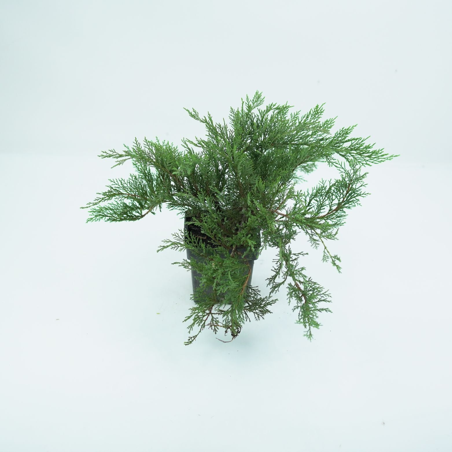 JUNIPERUS SABINA 'TAMARISCIFOLIA' Jałowiec sabiński