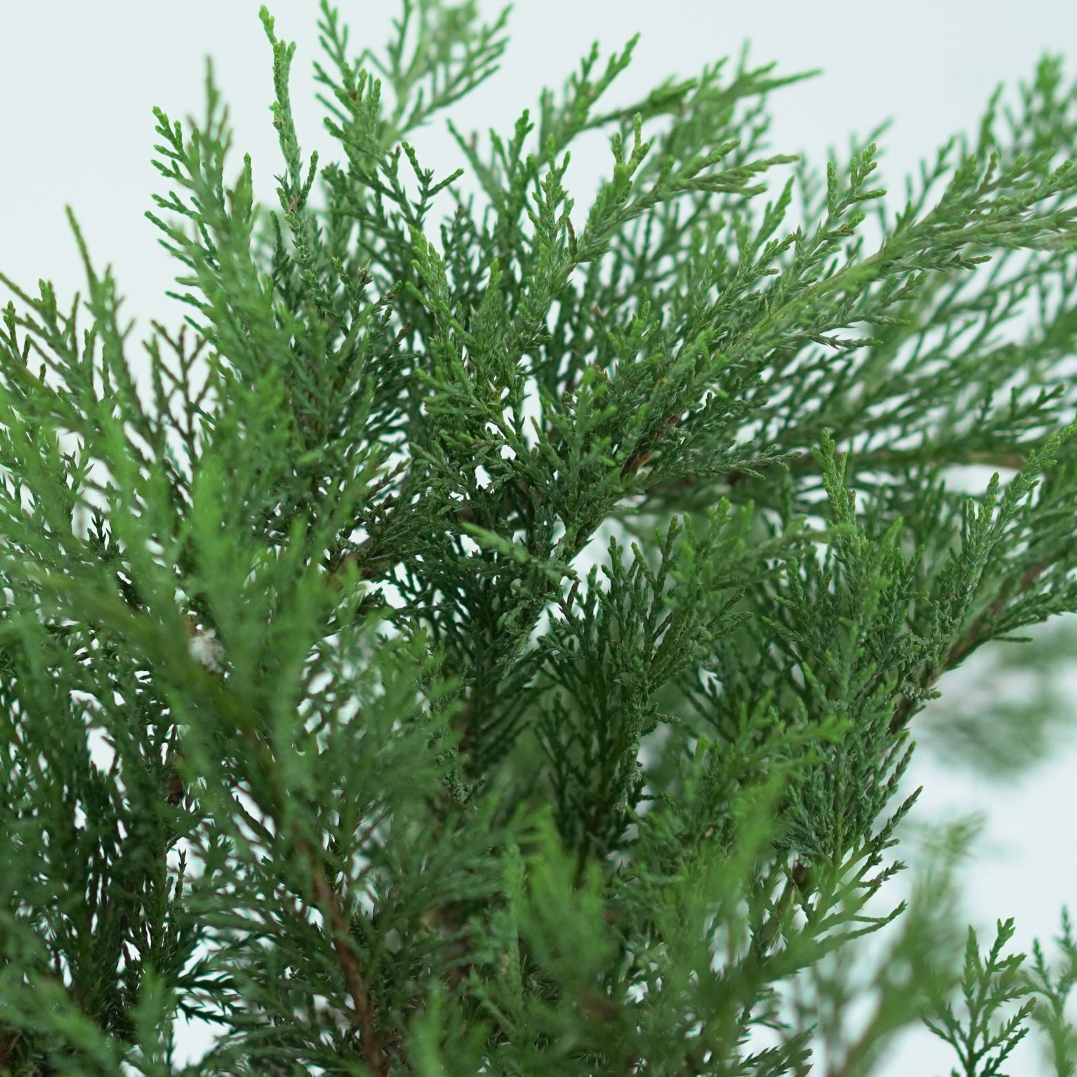 JUNIPERUS SABINA 'TAMARISCIFOLIA' Jałowiec sabiński