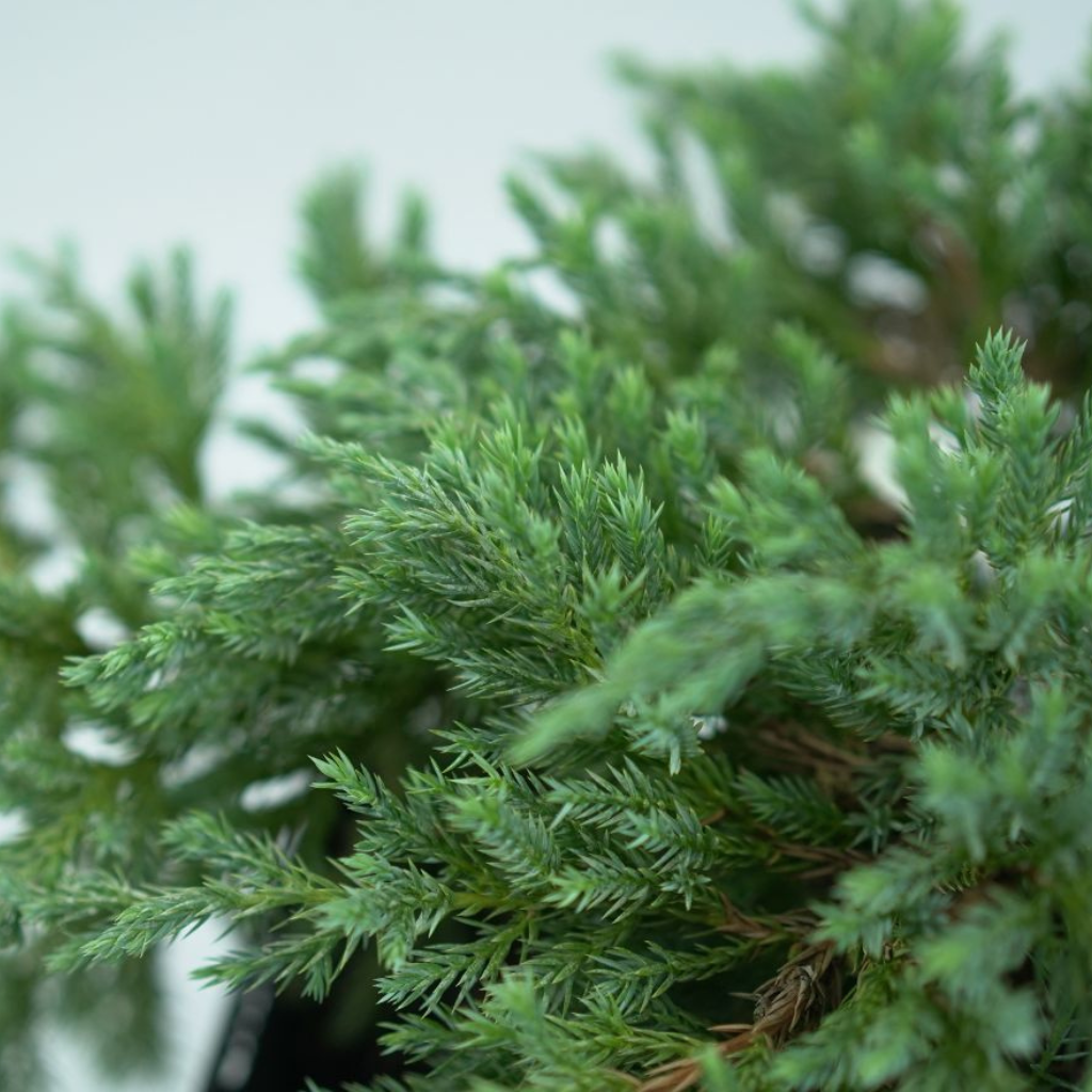 JUNIPERUS SQUAMATA 'BLUE CARPET' Jałowiec Łuskowy