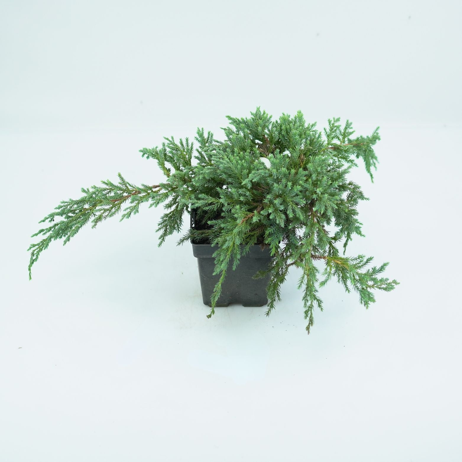 JUNIPERUS SQUAMATA 'BLUE CARPET' Jałowiec Łuskowy