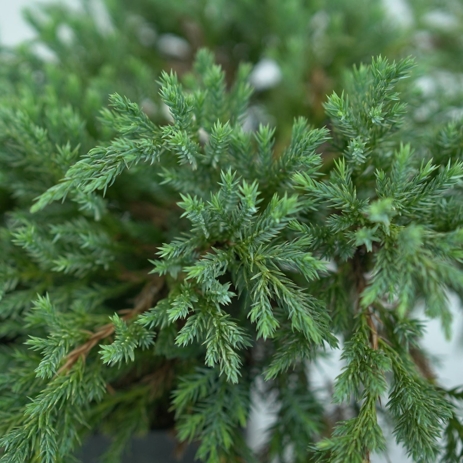 JUNIPERUS SQUAMATA 'BLUE CARPET' Jałowiec Łuskowy