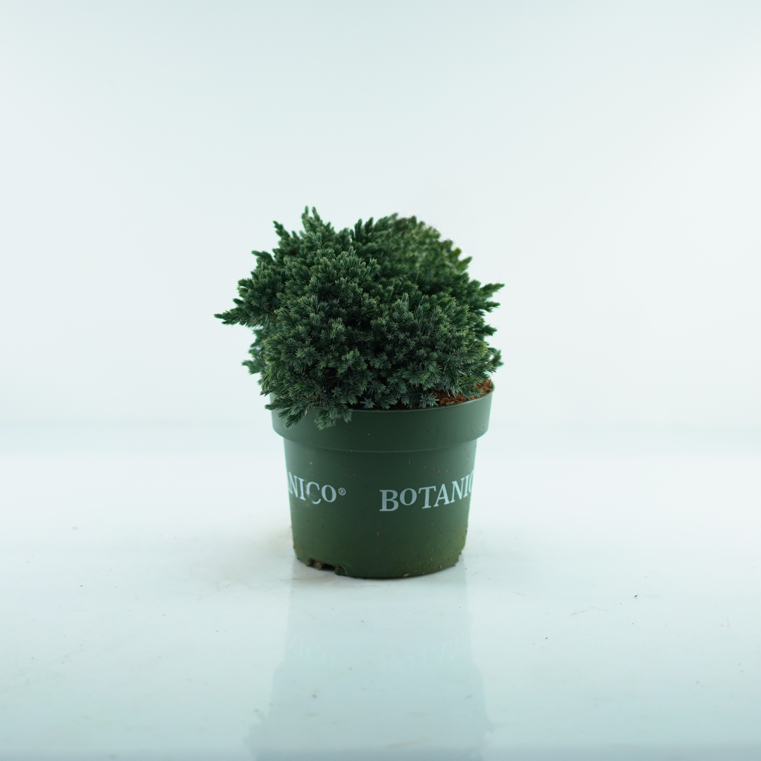 JUNIPERUS SQUAMATA 'BLUE STAR' Jałowiec Łuskowy