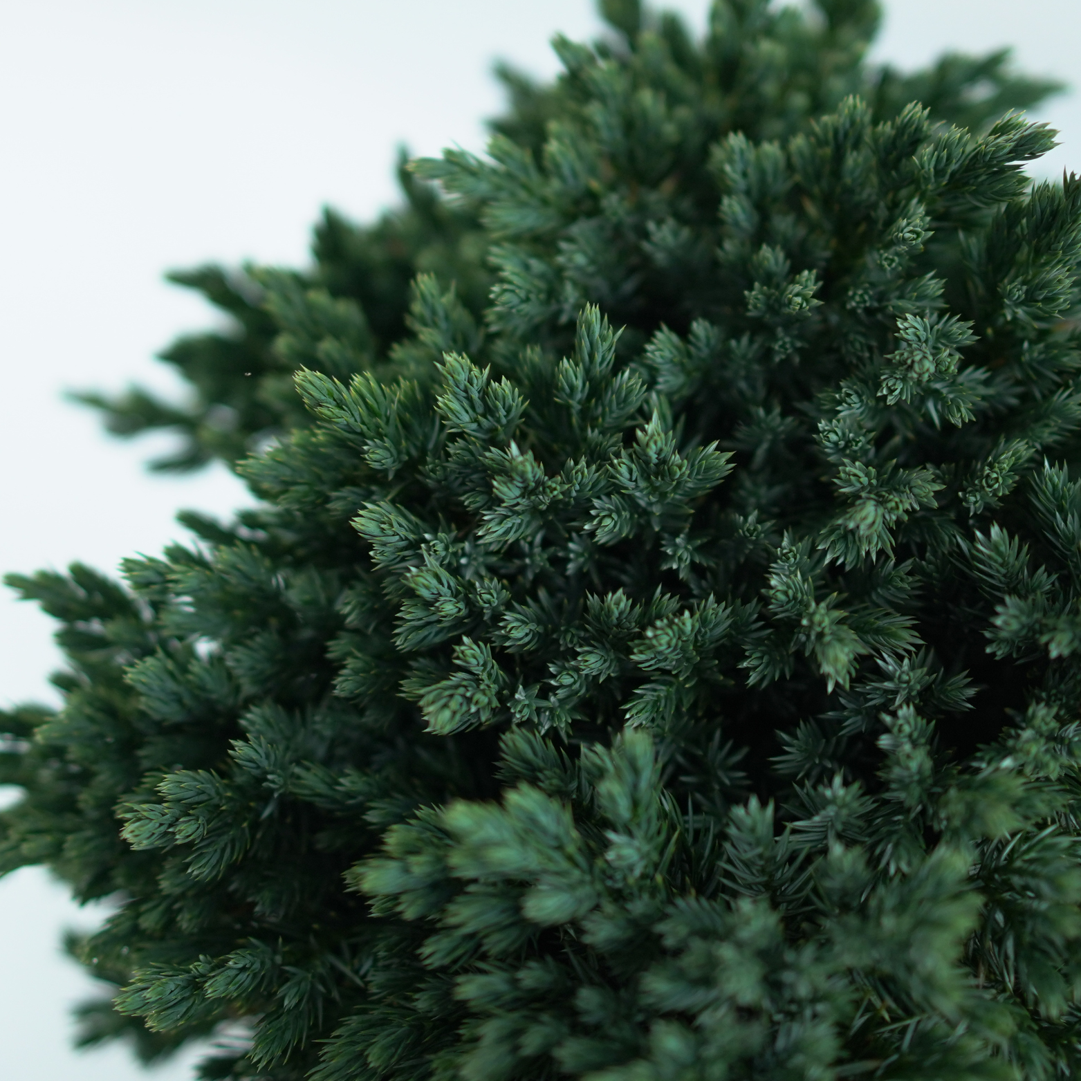 JUNIPERUS SQUAMATA 'BLUE STAR' Jałowiec Łuskowy
