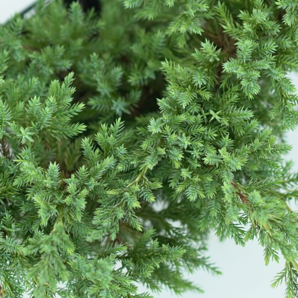 JUNIPERUS SQUAMATA 'DREAM JOY' Jałowiec Łuskowaty