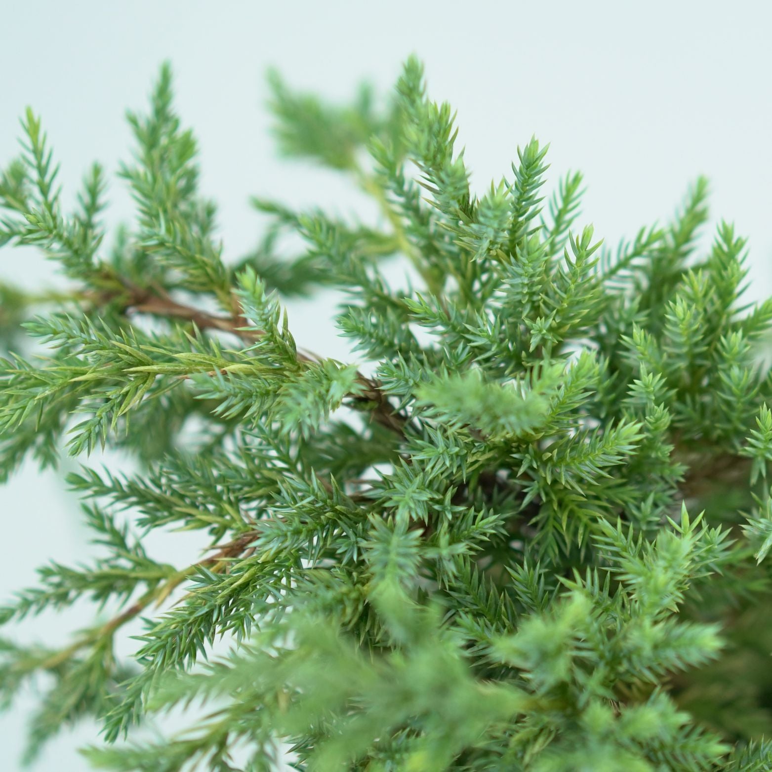 JUNIPERUS SQUAMATA 'DREAM JOY' Jałowiec Łuskowaty