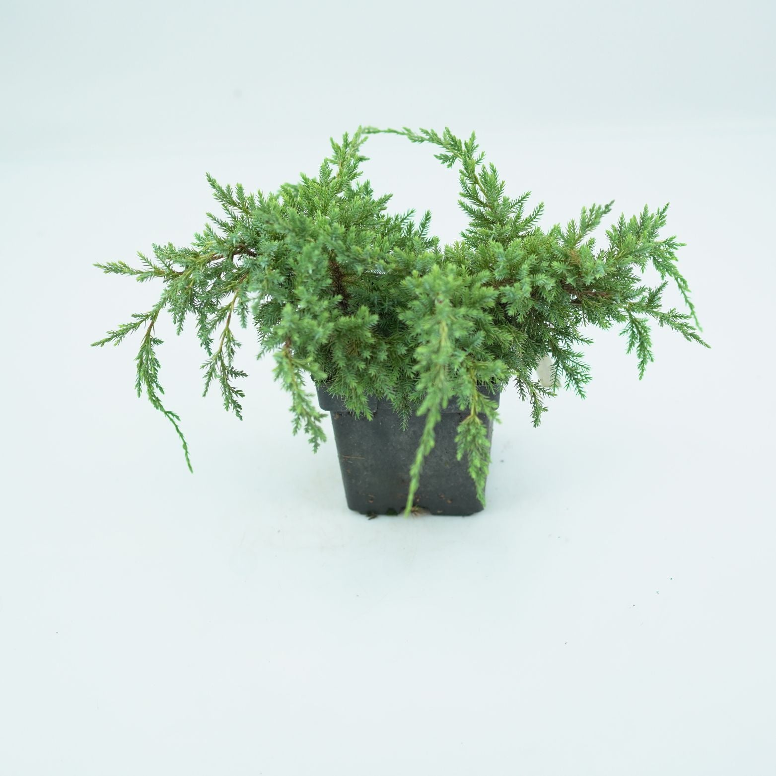 JUNIPERUS SQUAMATA 'DREAM JOY' Jałowiec Łuskowaty