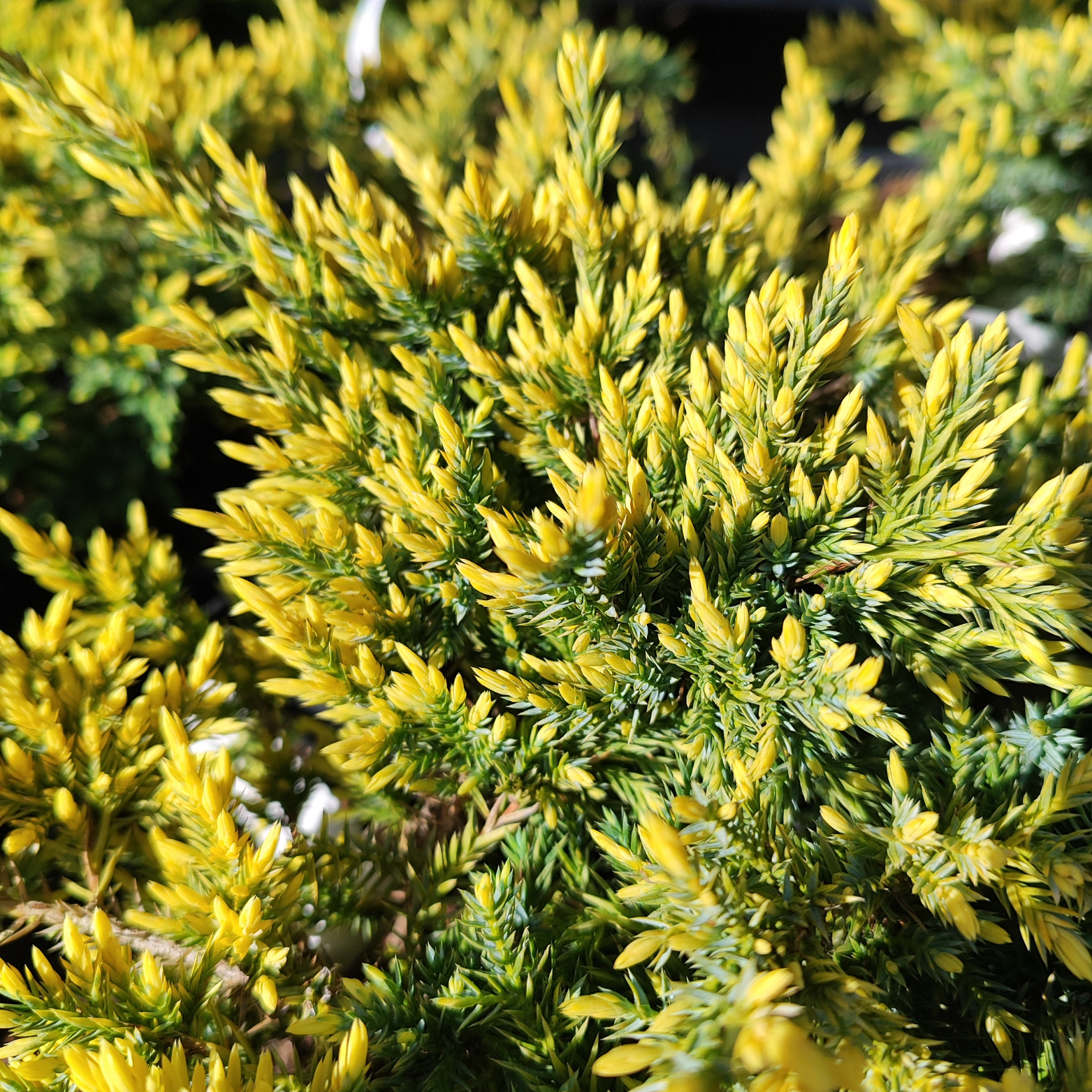 JUNIPERUS SQUAMATA 'DREAM JOY' Jałowiec Łuskowaty