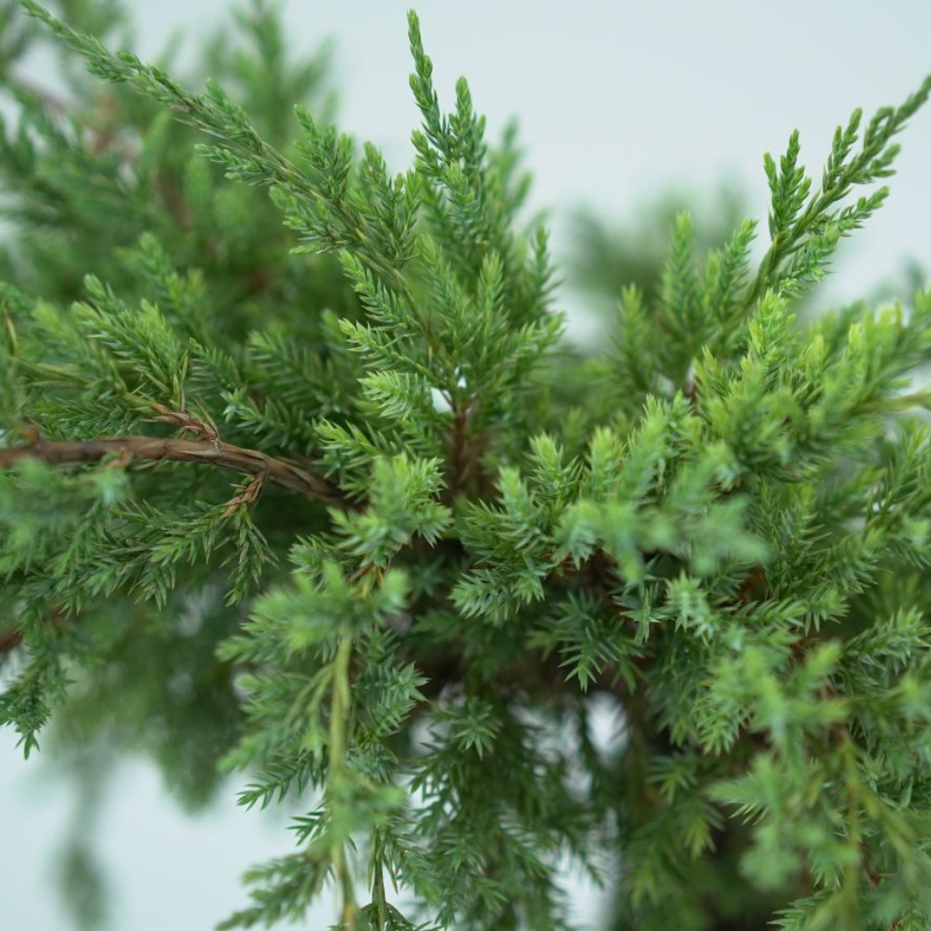 JUNIPERUS SQUAMATA 'HOLGER' Jałowiec Łuskowy