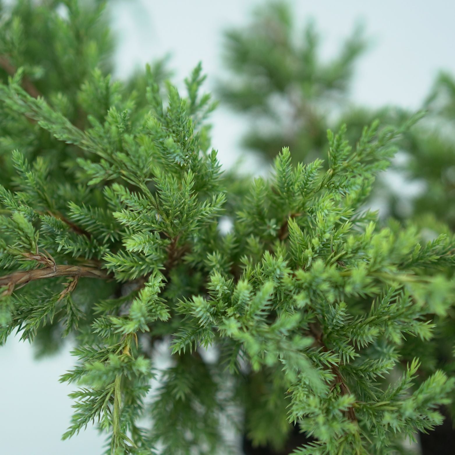JUNIPERUS SQUAMATA 'HOLGER' Jałowiec Łuskowy