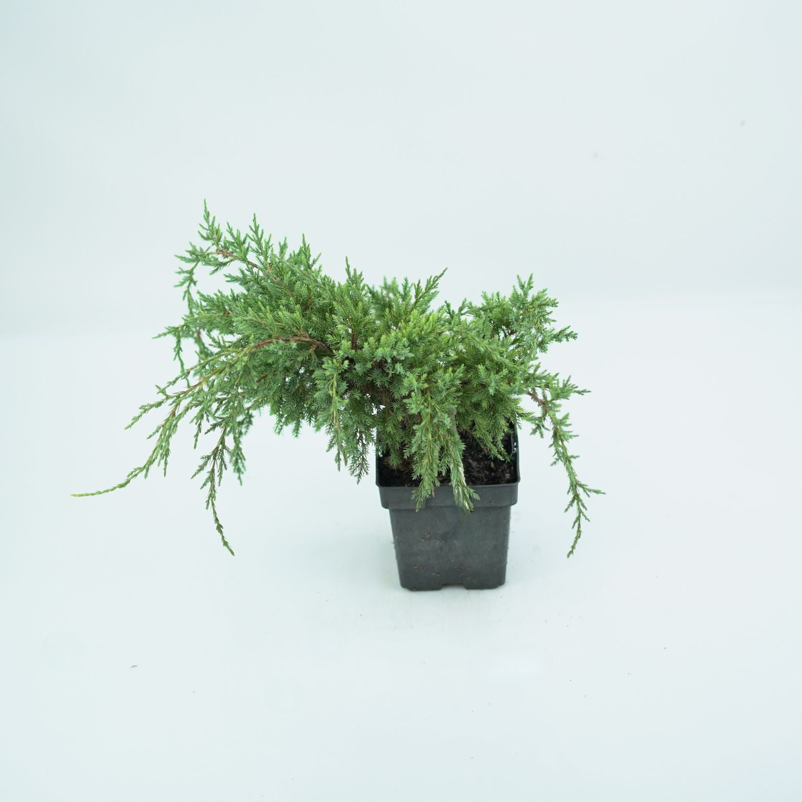 JUNIPERUS SQUAMATA 'HOLGER' Jałowiec Łuskowy
