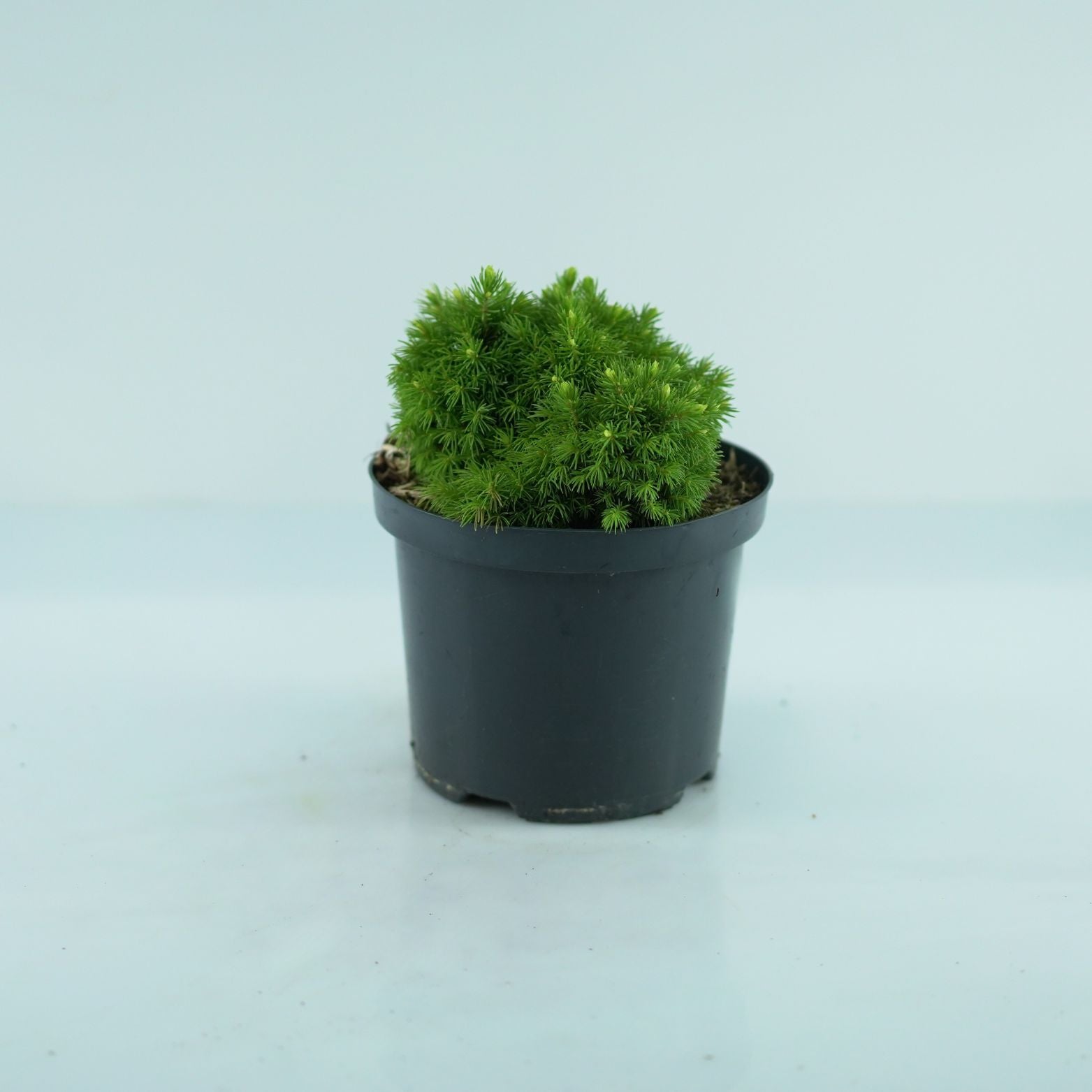 PICEA GLAUCA 'Jalako Gold' Świerk biały