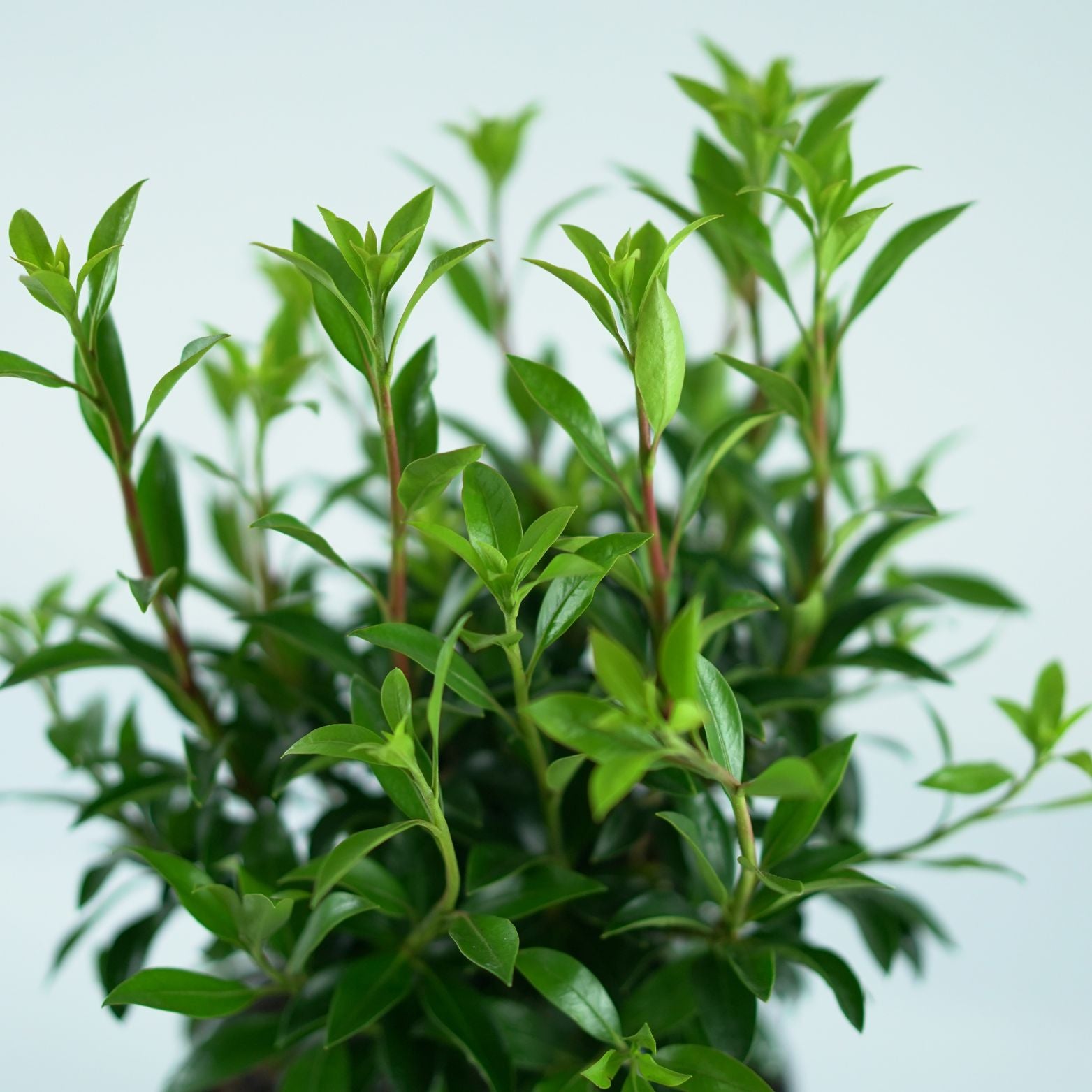 KALMIA LATIFOLIA 'Elf' Kalmia szerokolistna
