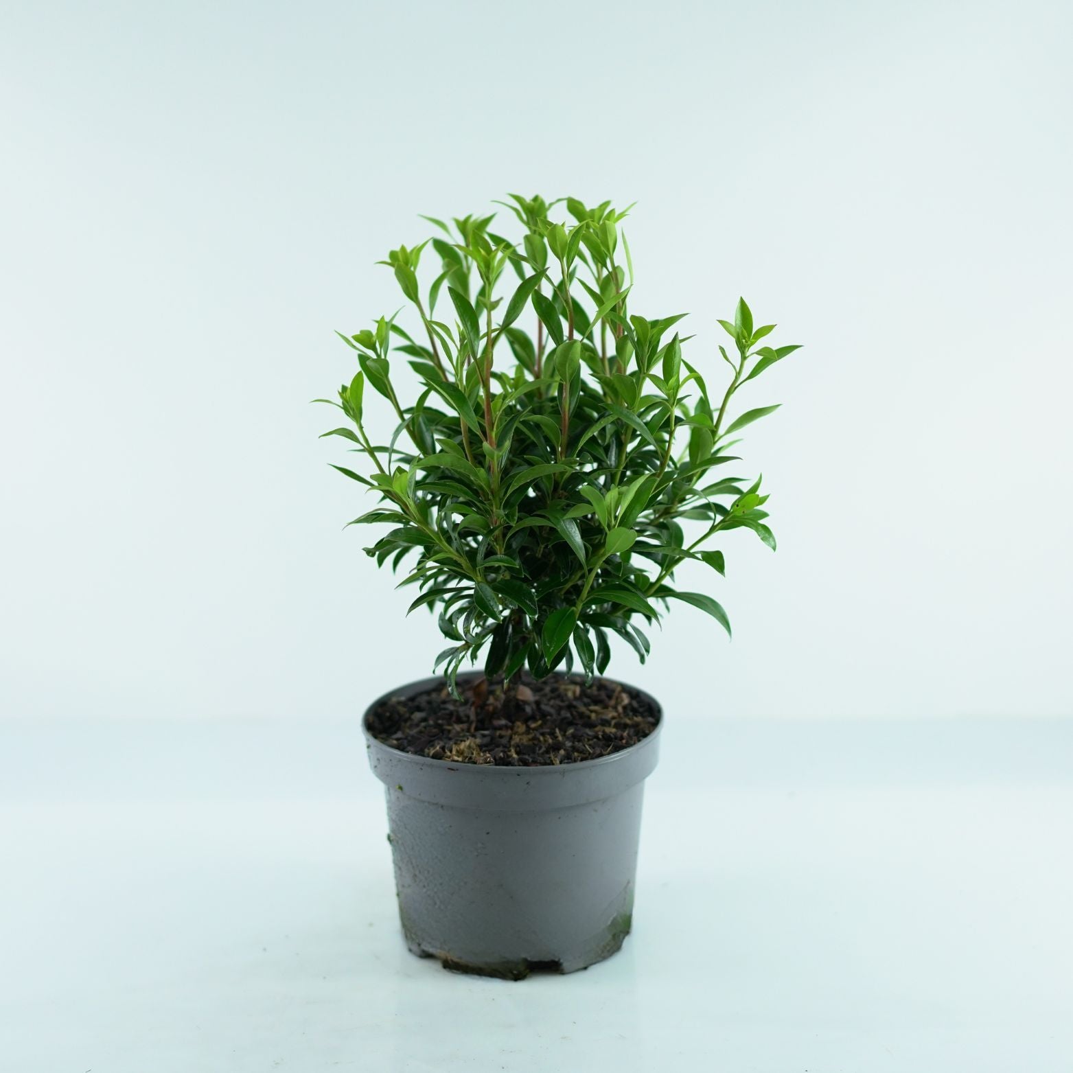 KALMIA LATIFOLIA 'Elf' Kalmia szerokolistna