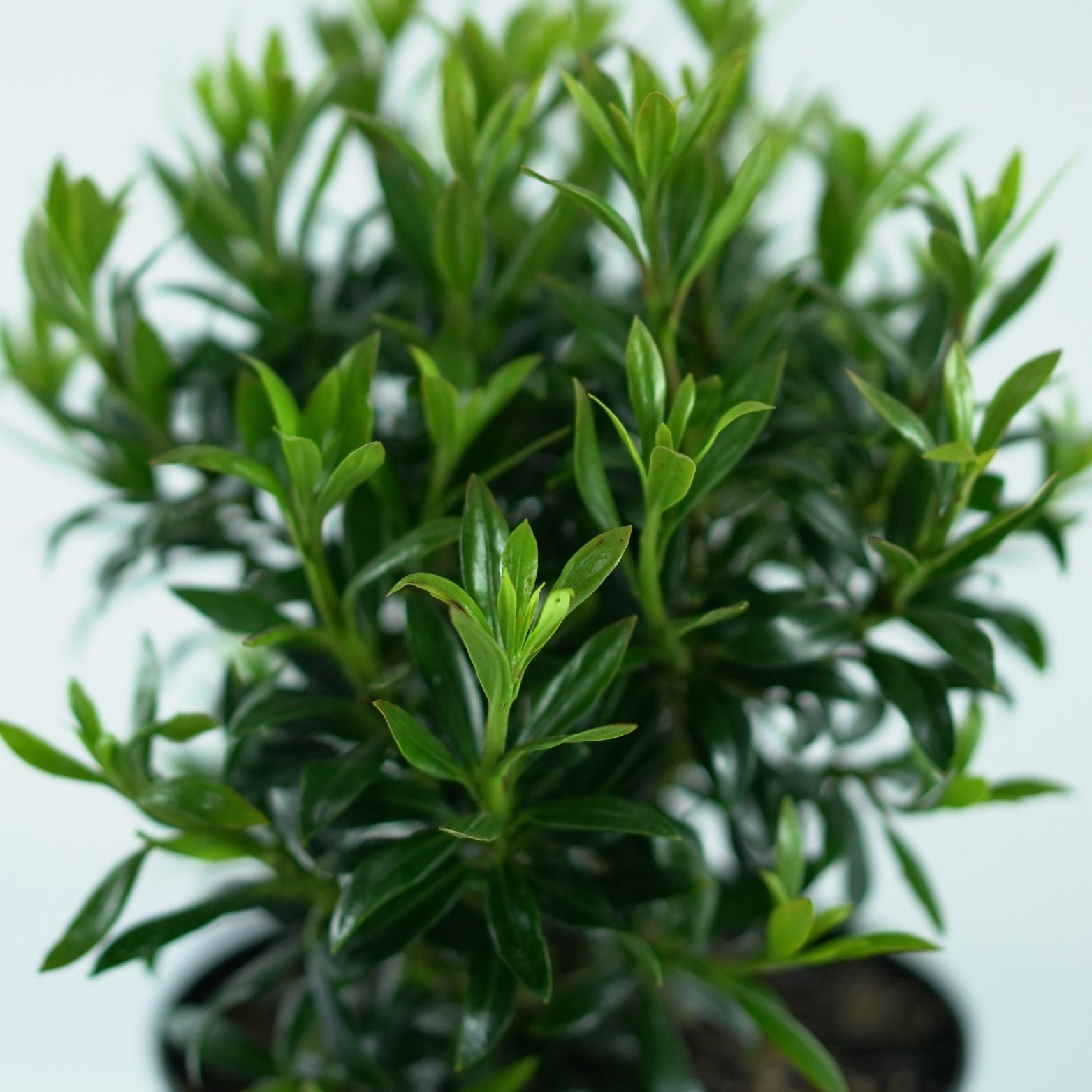 KALMIA LATIFOLIA 'Minuet' Kalmia szerokolistna