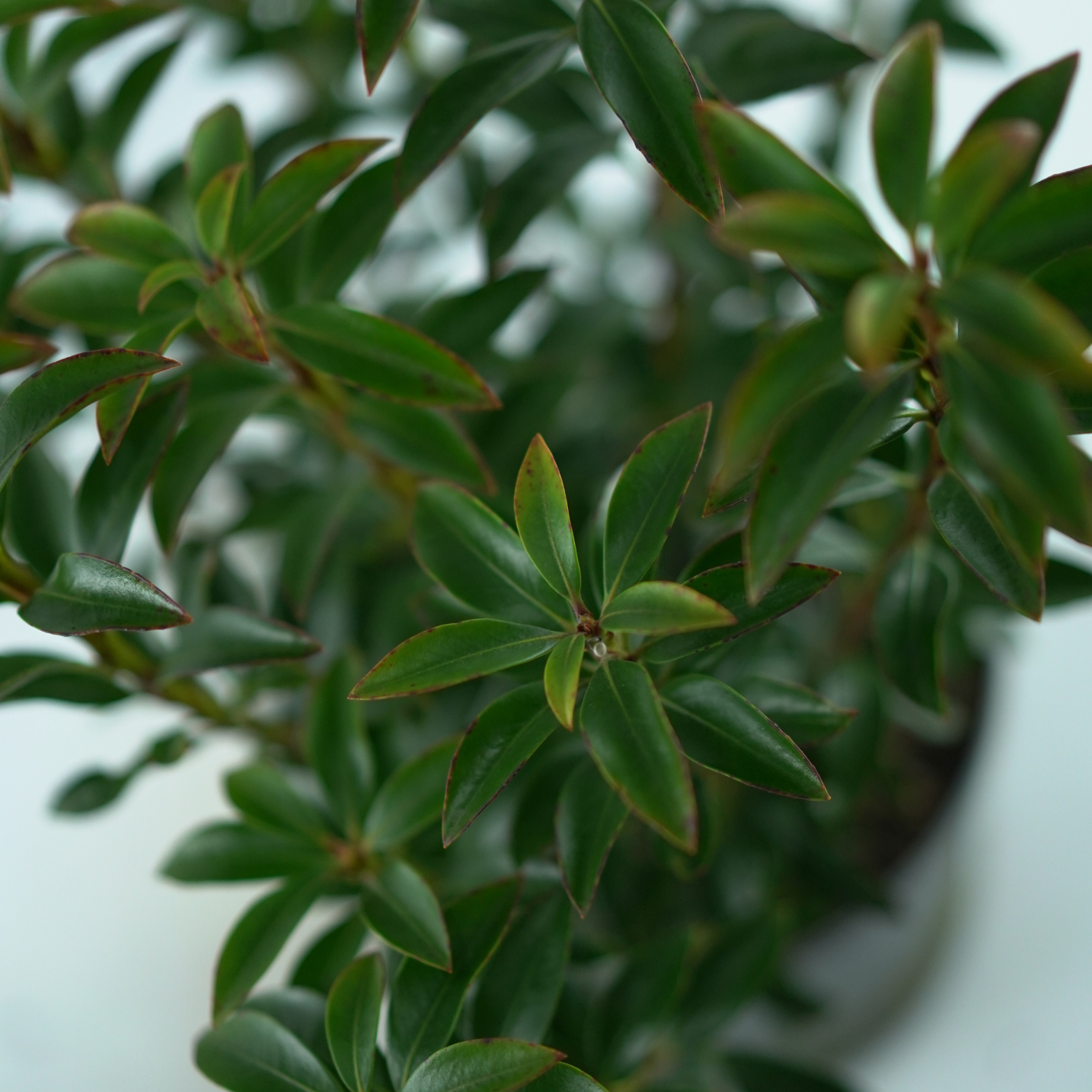 KALMIA LATIFOLIA 'Elf' Kalmia szerokolistna