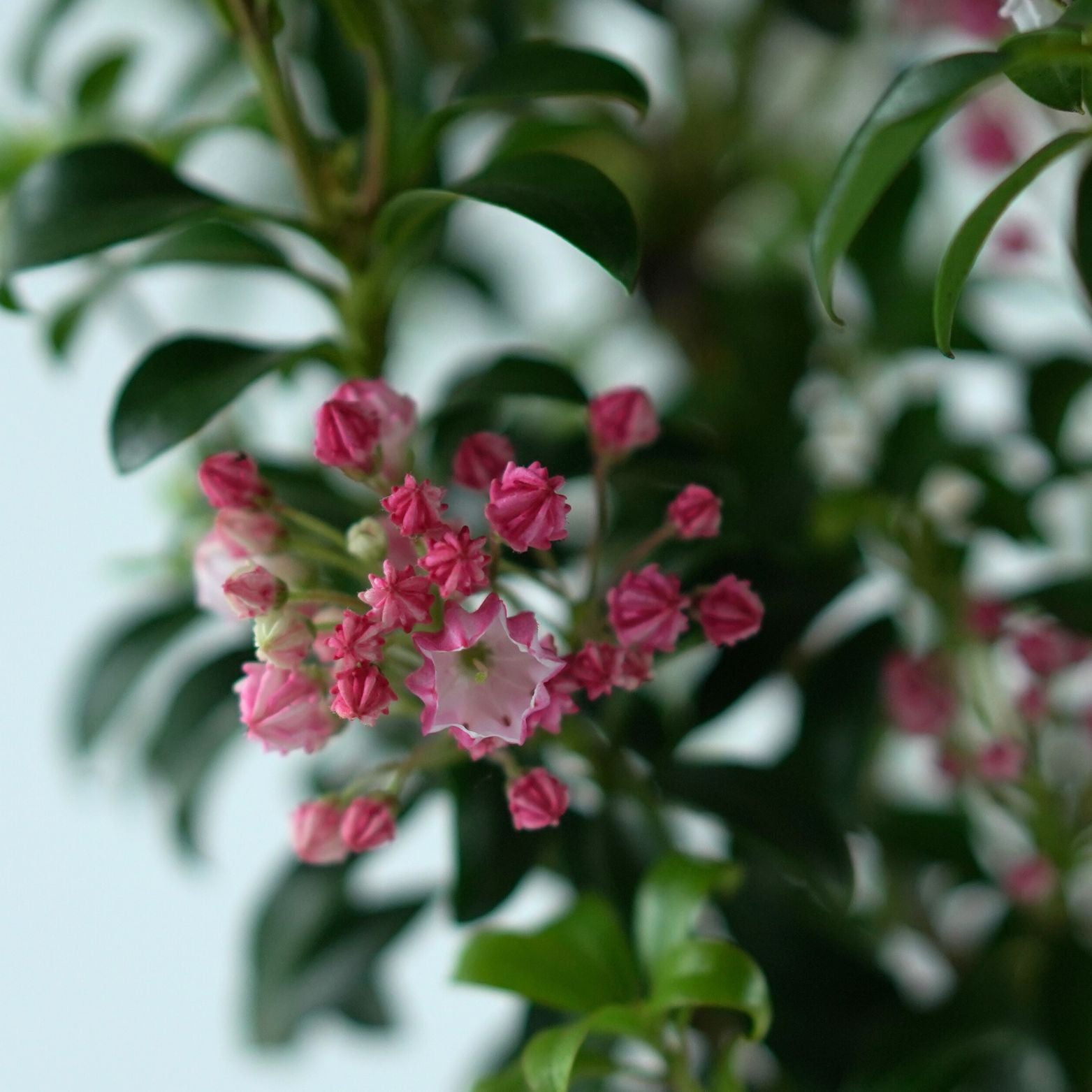 KALMIA LATIFOLIA 'LITTLE LINDA' Kalmia szerokolistna