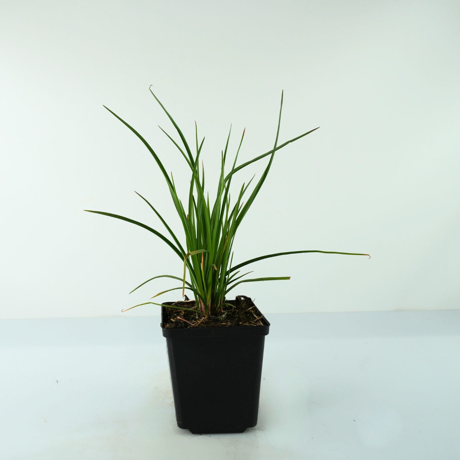 KNIPHOFIA UVARIA 'Banana Popsicle' Trytoma groniasta
