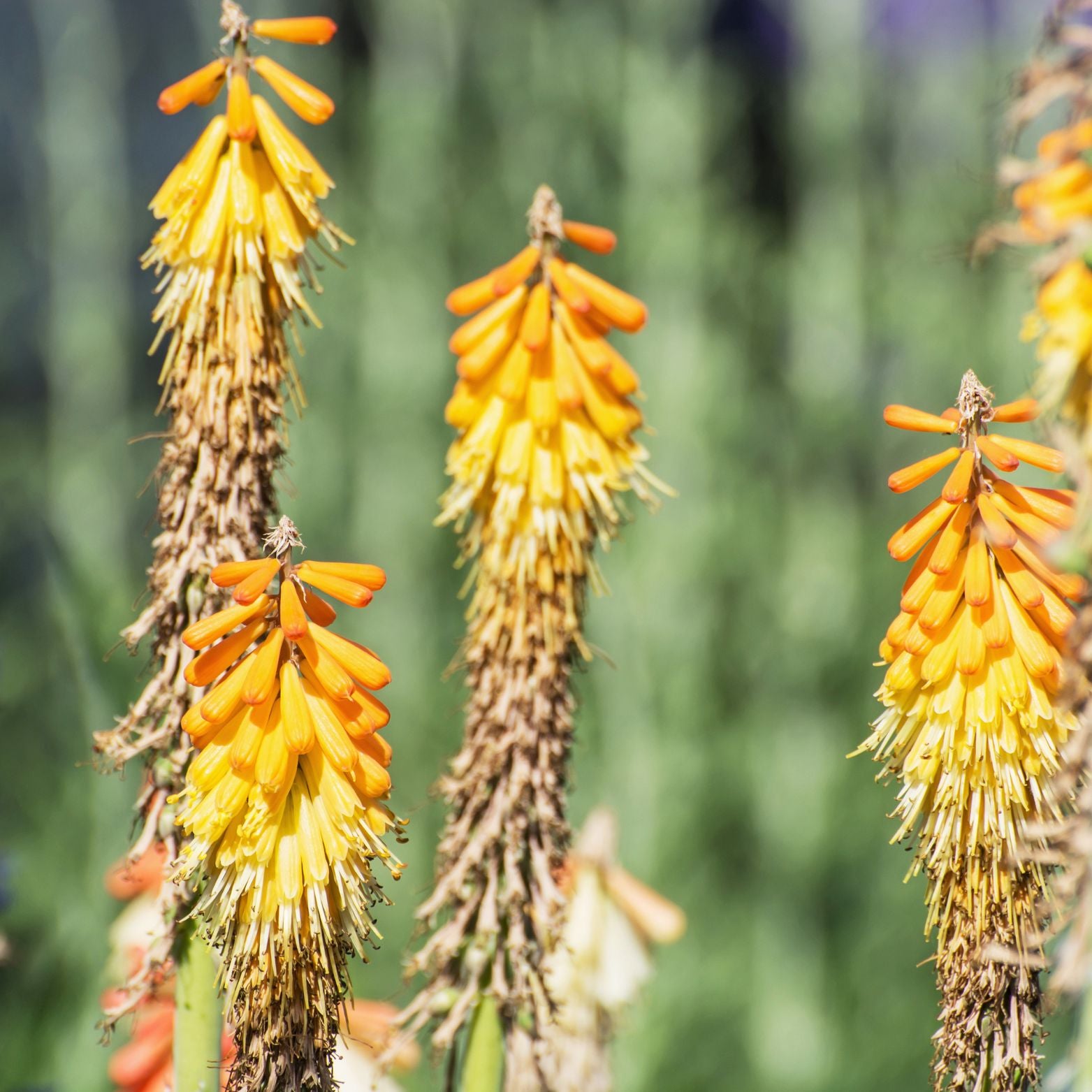 KNIPHOFIA UVARIA 'Banana Popsicle' Trytoma groniasta