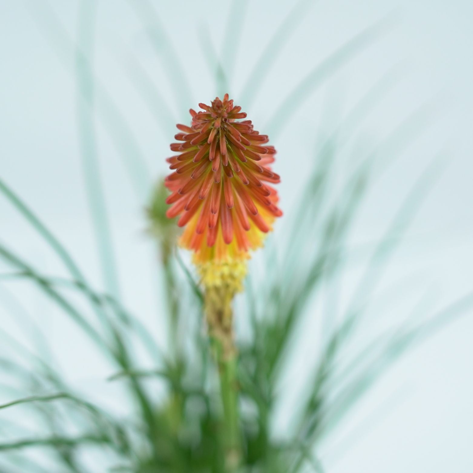 KNIPHOFIA 'PAPAYA POPCISLE' Trytomia groniasta