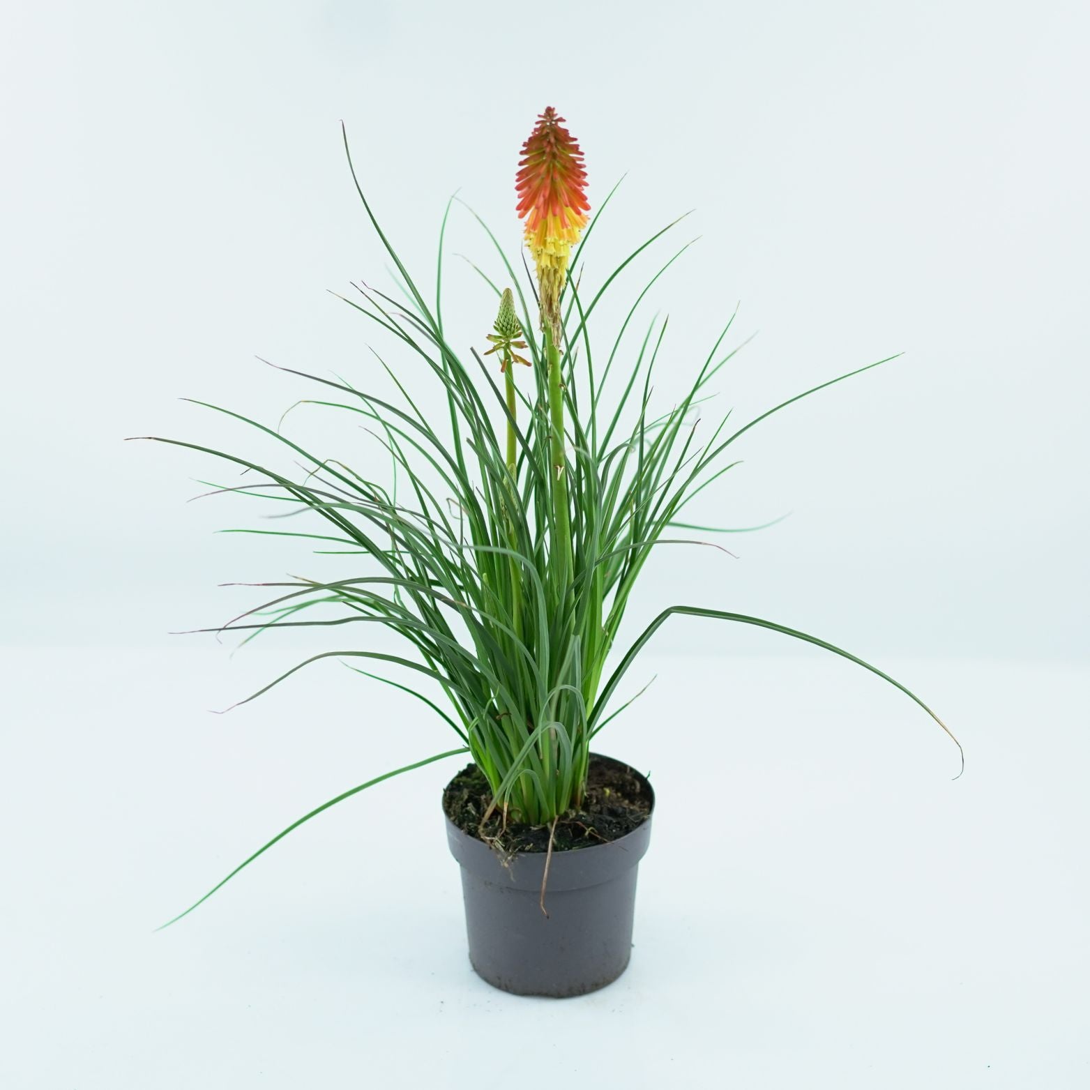 KNIPHOFIA 'PAPAYA POPCISLE' Trytomia groniasta