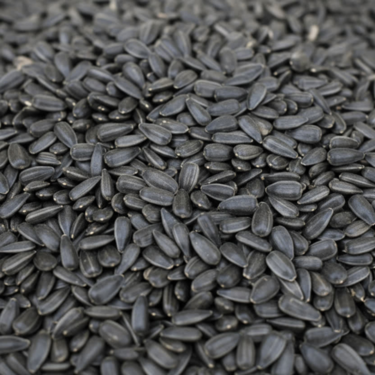 Karma Sunflower seeds