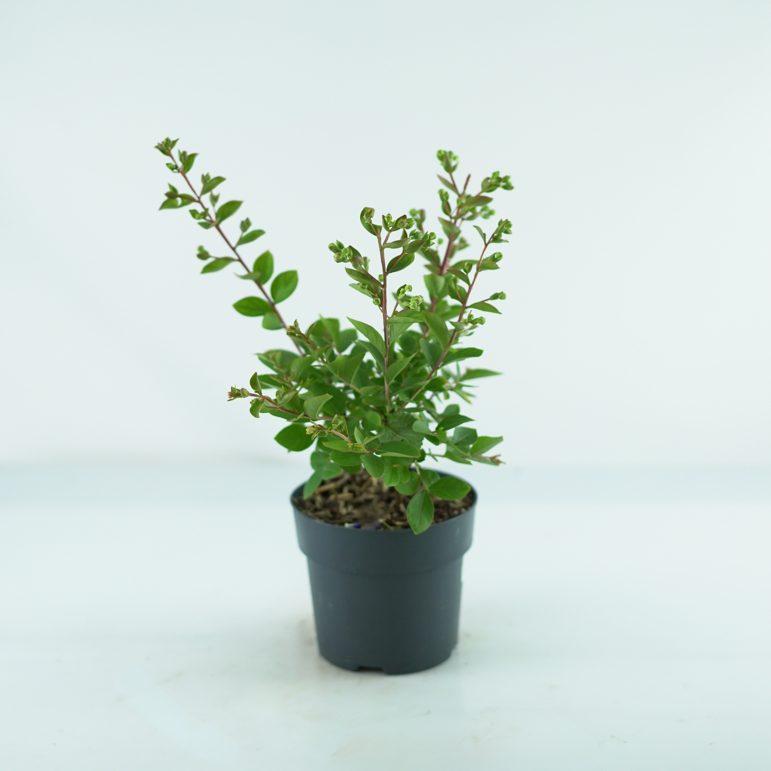 LAGERSTROEMIA INDICA 'WITH LOVE BABE' Lagerstremia indyjska