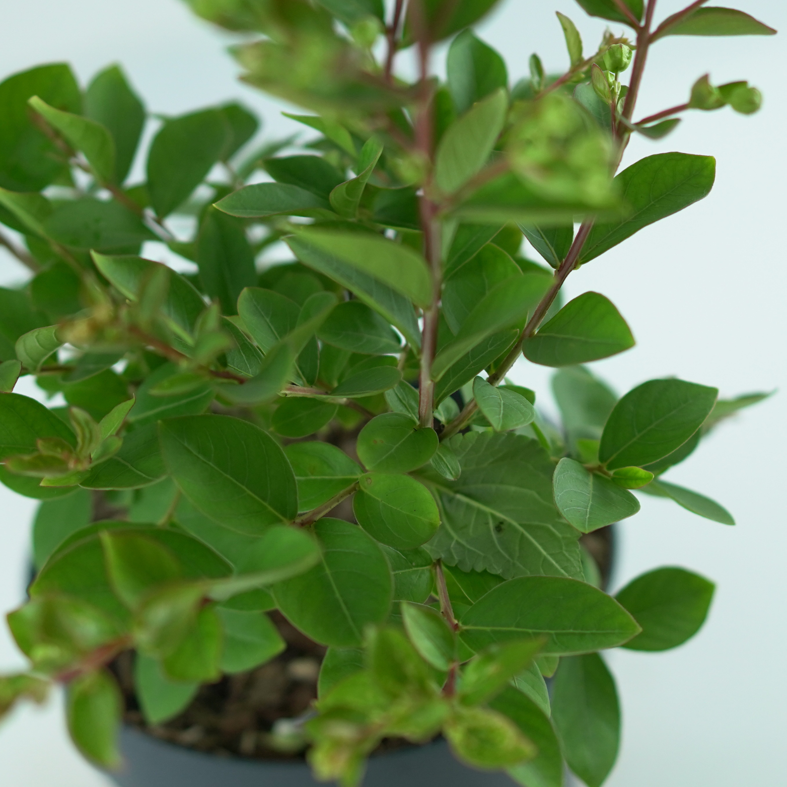 LAGERSTROEMIA INDICA 'WITH LOVE BABE' Lagerstremia indyjska