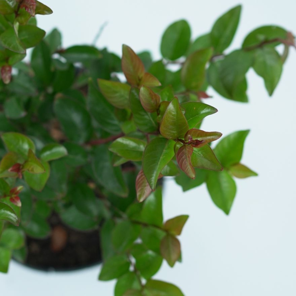 LAGERSTROEMIA INDICA 'BERRY DAZZLE' Lagerstremia indyjska