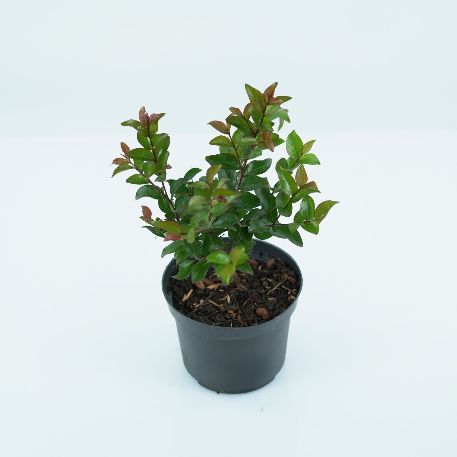 LAGERSTROEMIA INDICA 'BERRY DAZZLE' Lagerstremia indyjska
