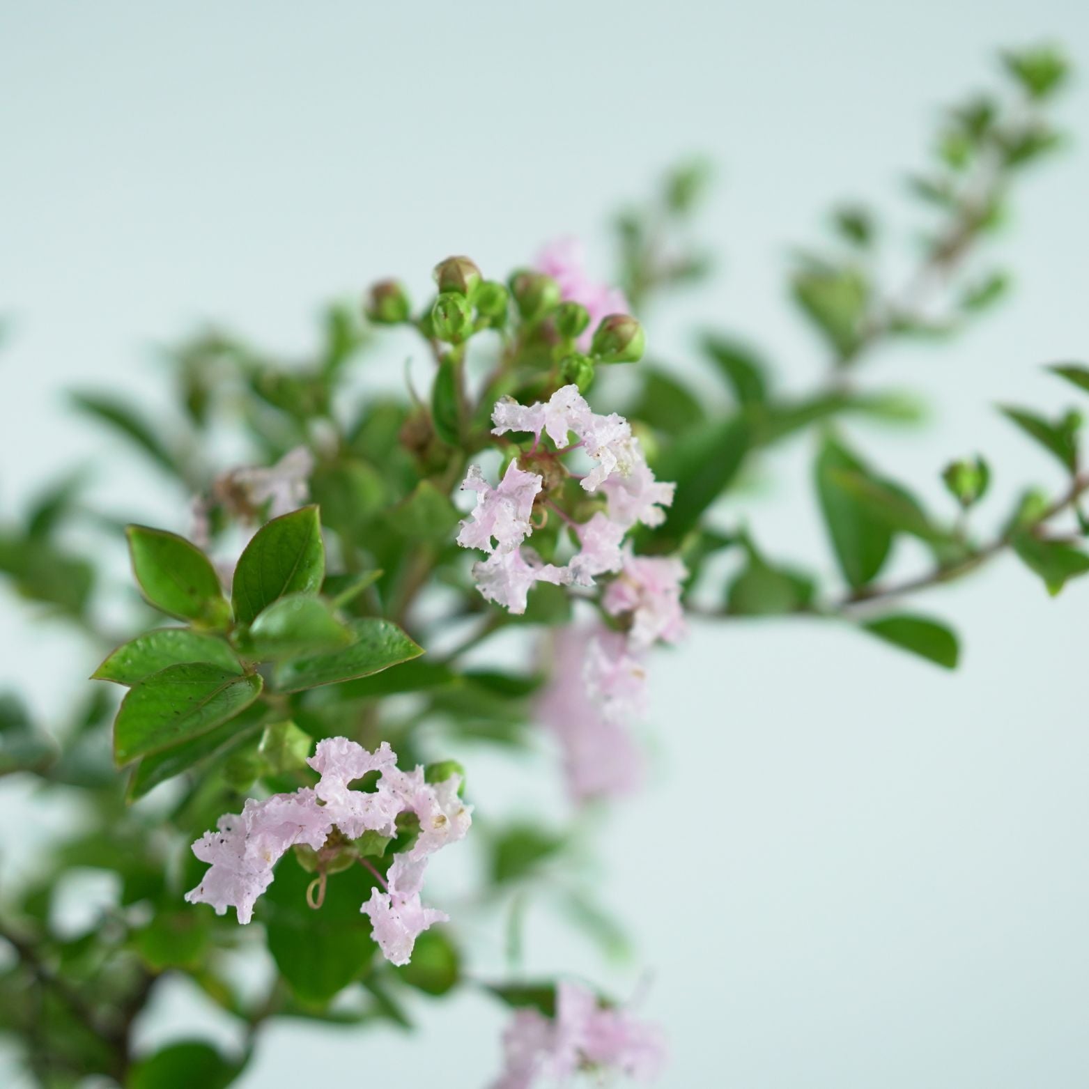 LAGERSTROEMIA INDICA Lagerstremia indyjska