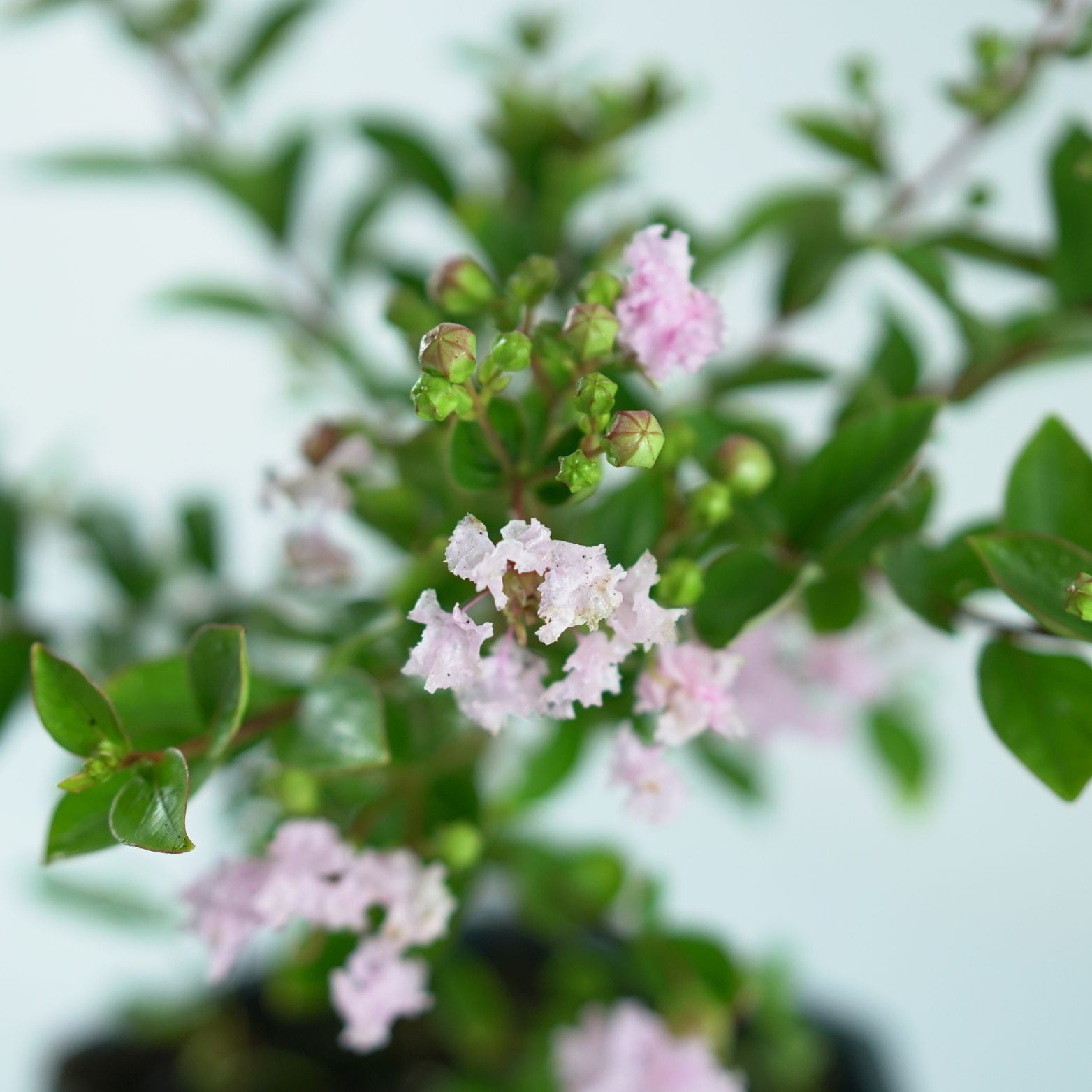 LAGERSTROEMIA INDICA Lagerstremia indyjska