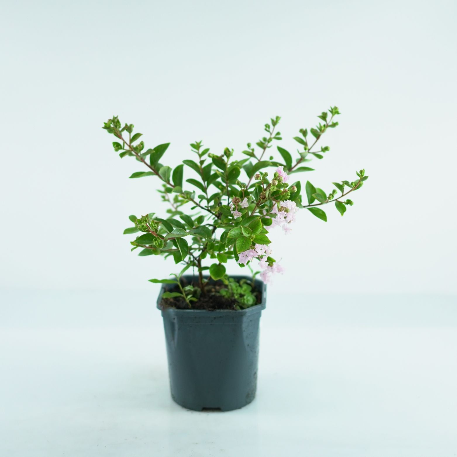 LAGERSTROEMIA INDICA Lagerstremia indyjska