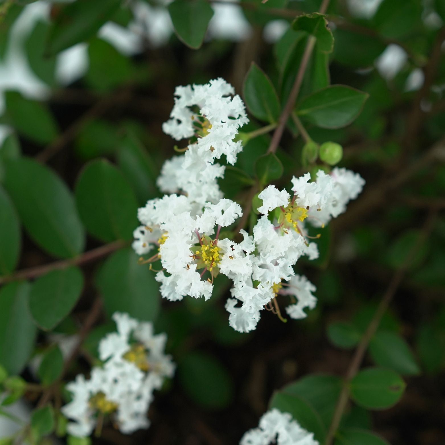 LAGERSTROEMIA INDICA Lagerstremia indyjska